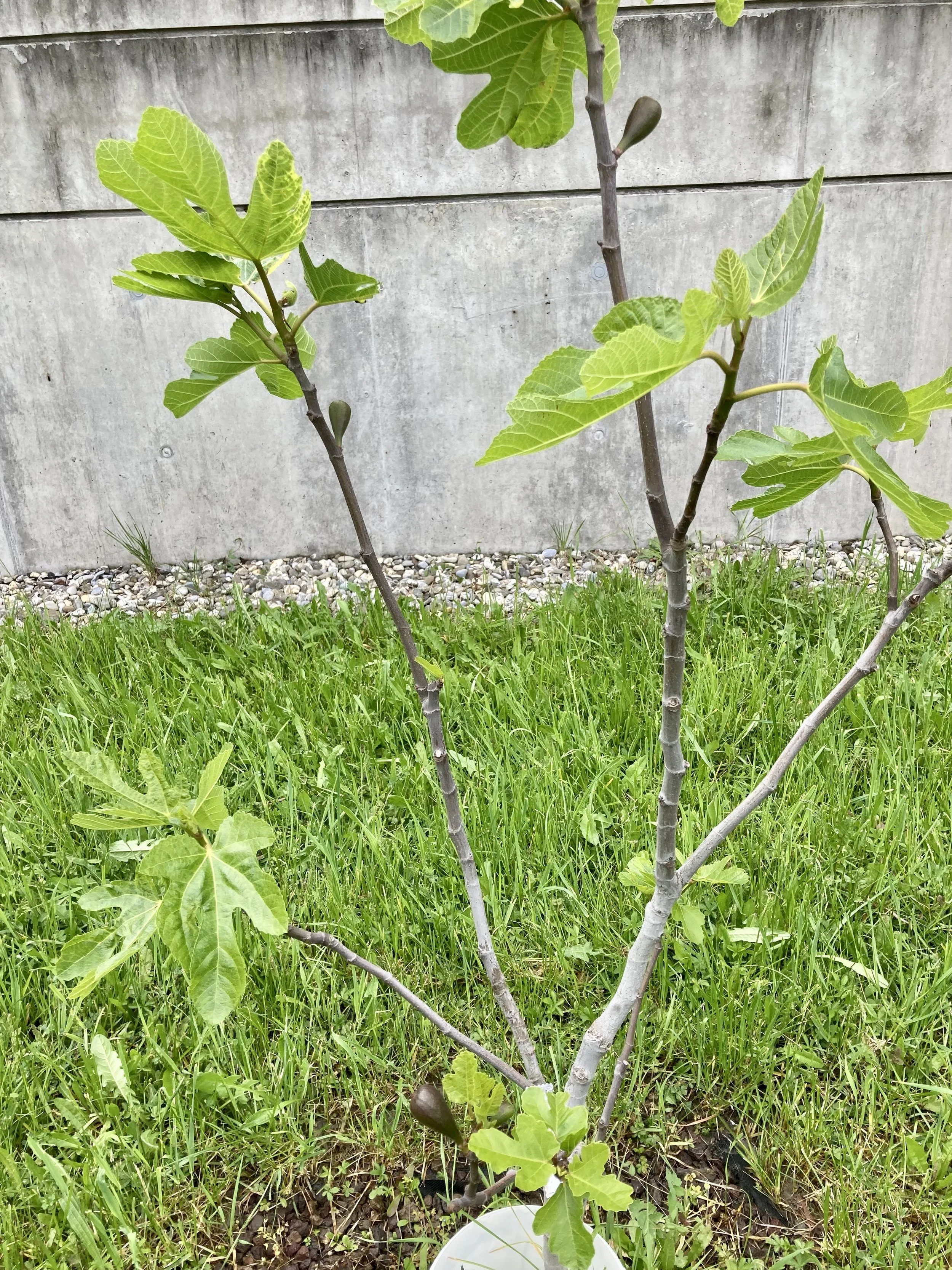 Violetta (vmtl. albacor communa)