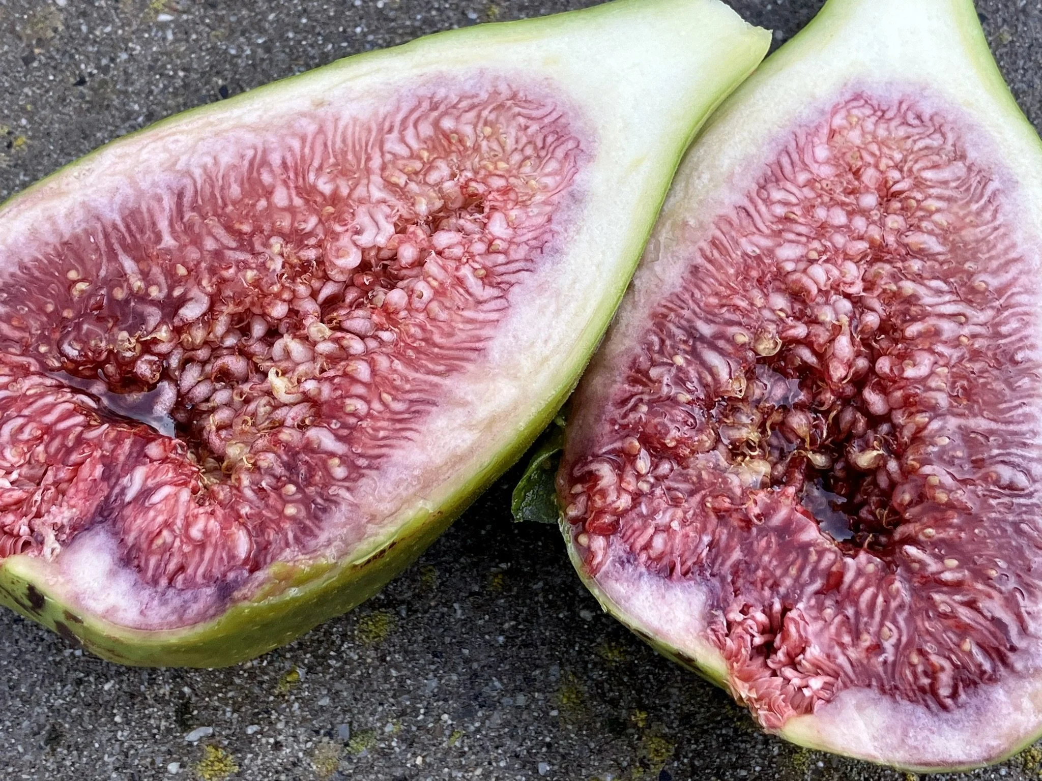 Sommerfeige Dalmatie