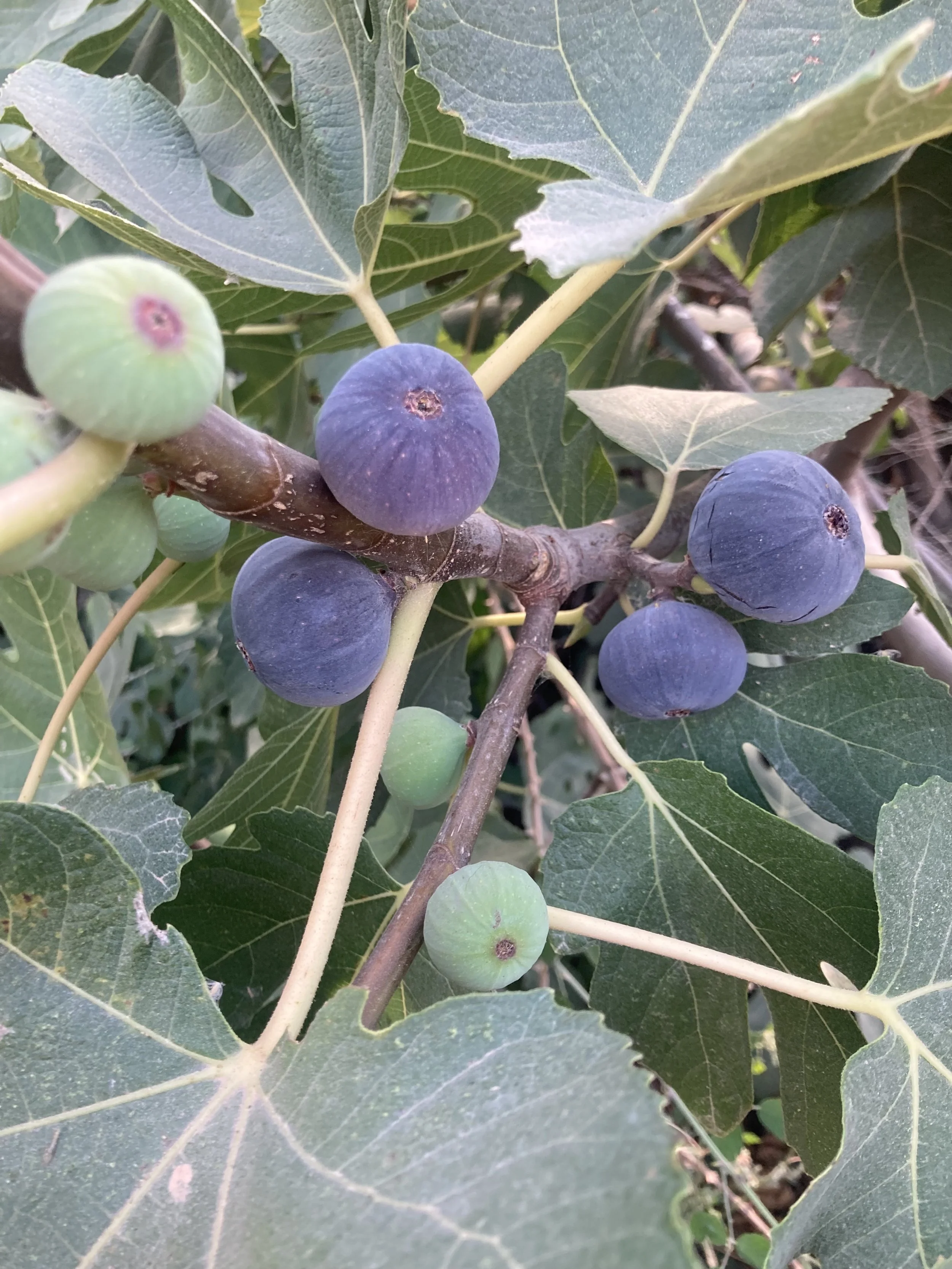 Herbstfeigen Kreta Fundfeige #5