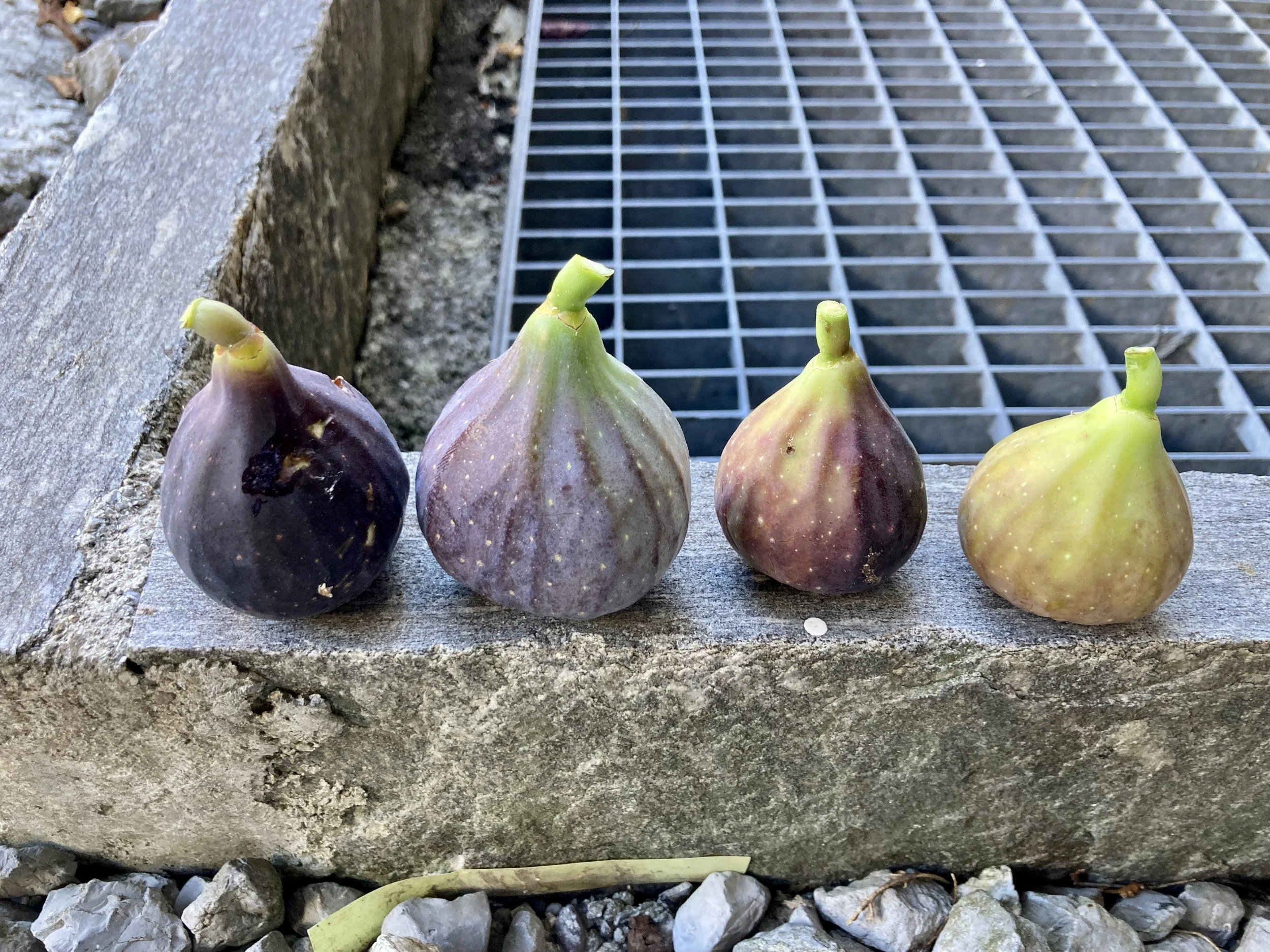 Hausmeisterfeige Buchs