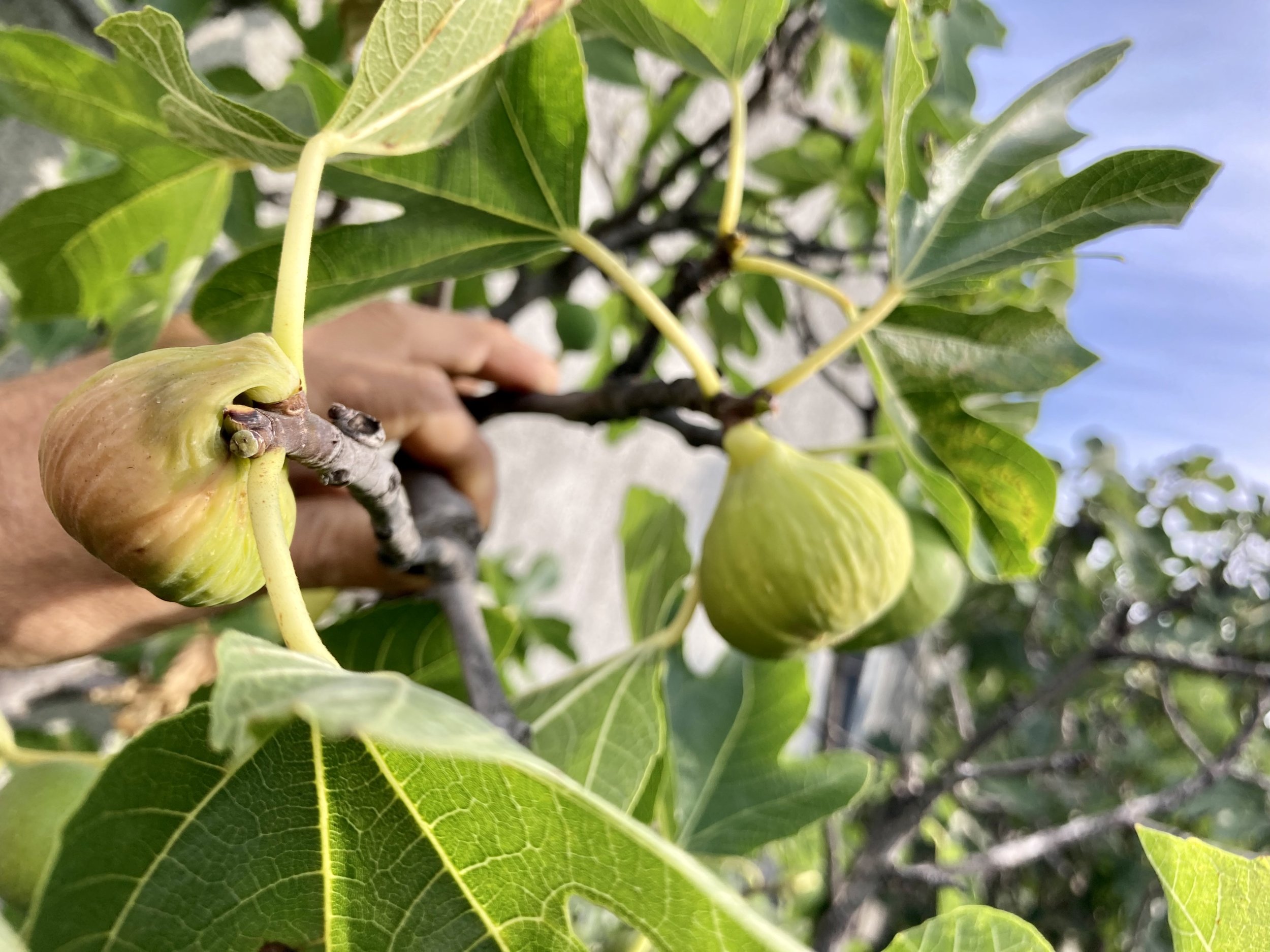 Herstfeigen Conadria
