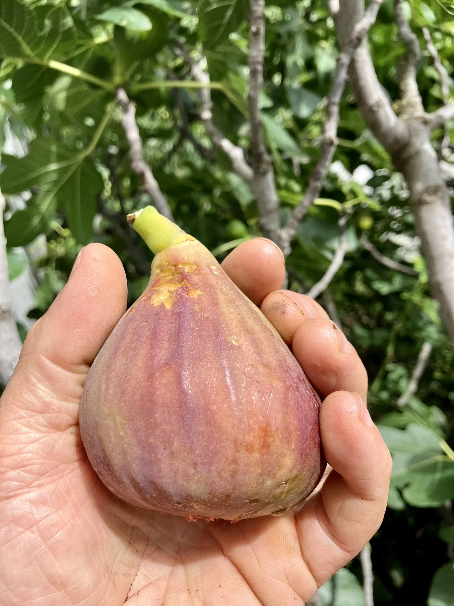 Sommerfeige Madelaine des deux saison