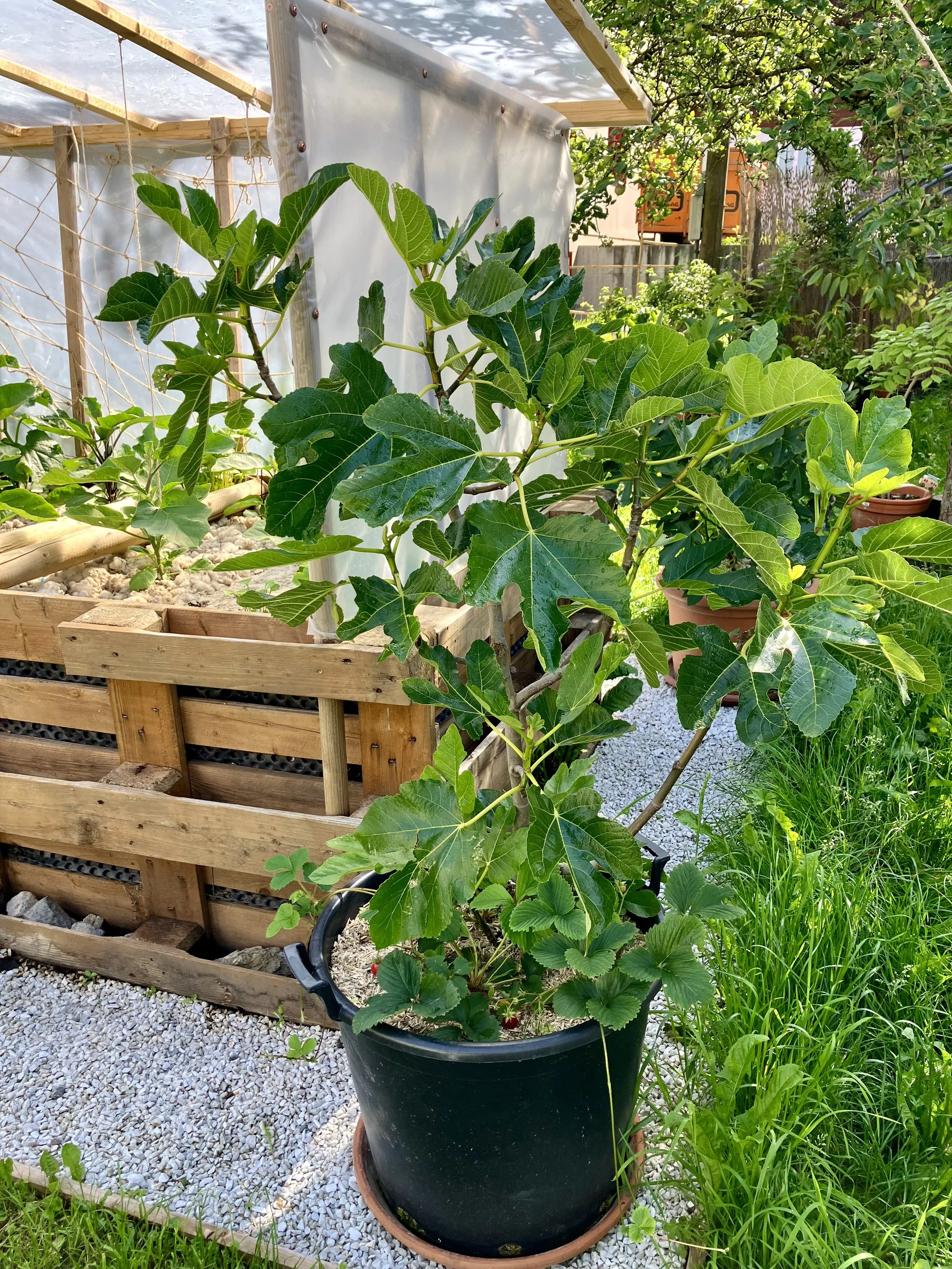 panachierte Vanessa 2 im 70l-Topf