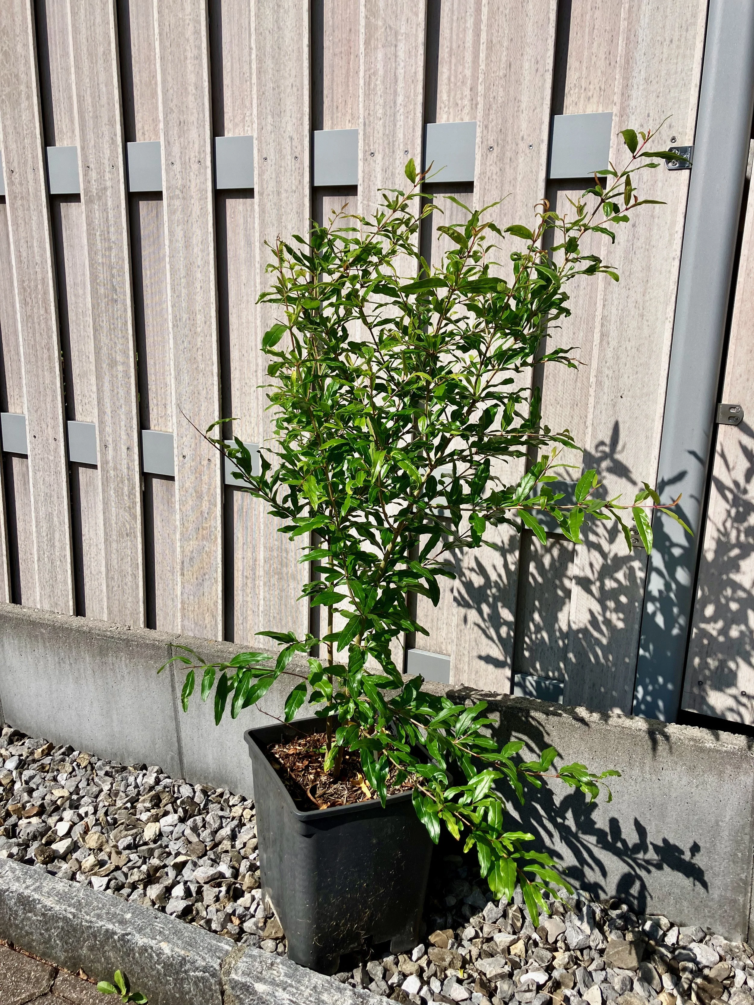 Granatapfelbaum "Deve Disi"