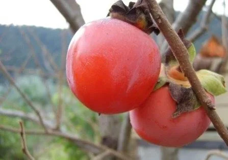 Honan Red (Pot 2L).jpg