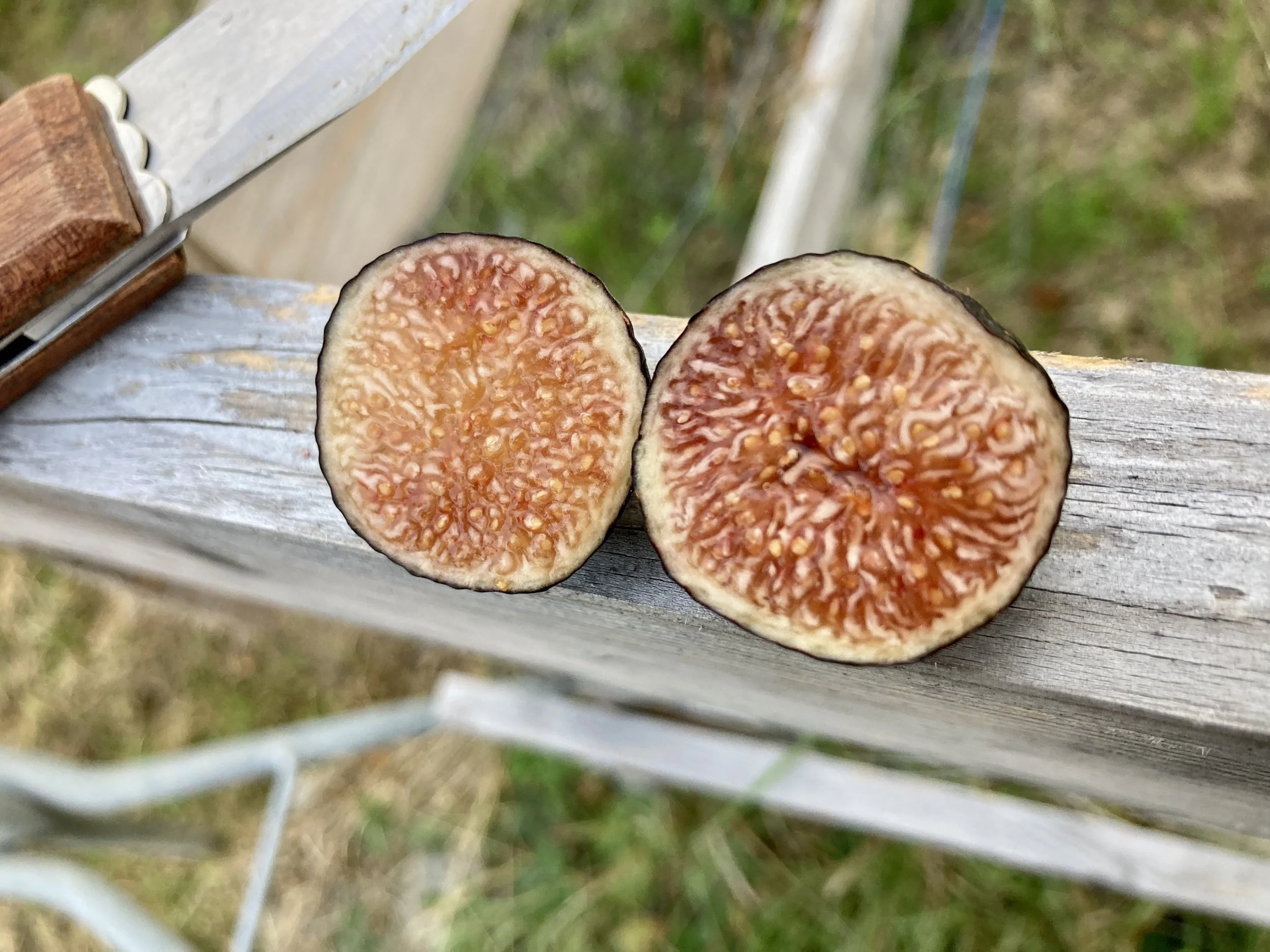 Herbstfeige Negrette de Porquerolles