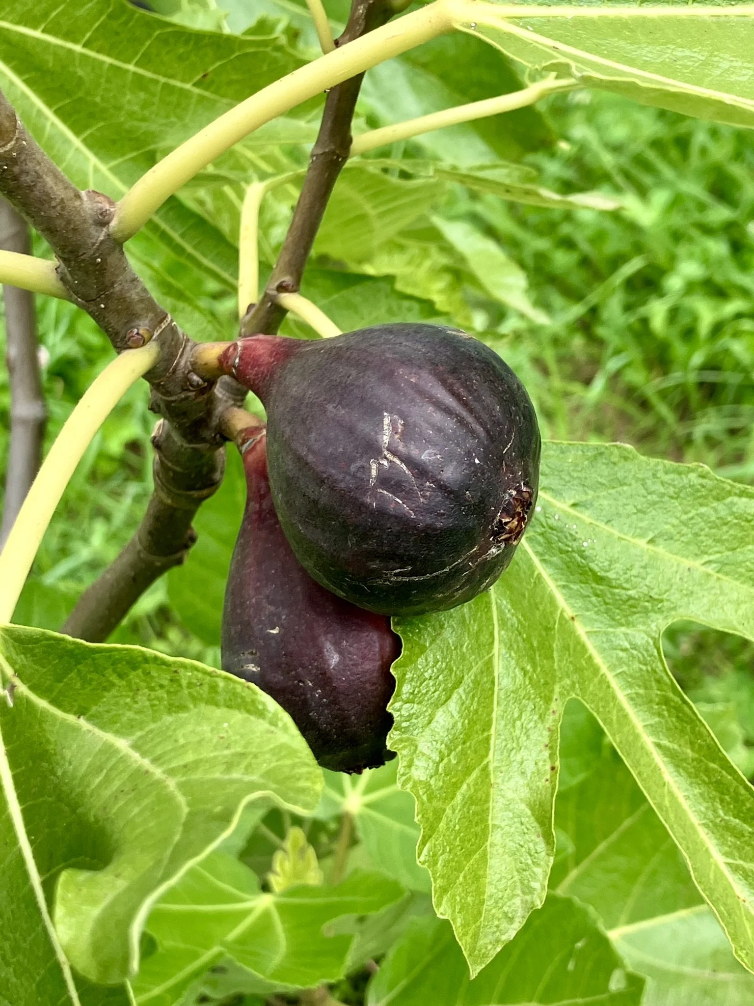 Sommerfeigen Negronne