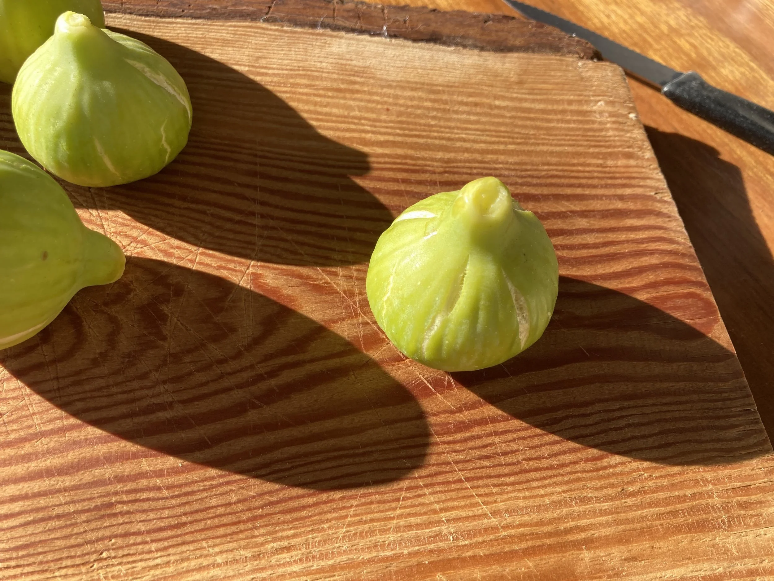 spätreifende gelbe Fundfeige