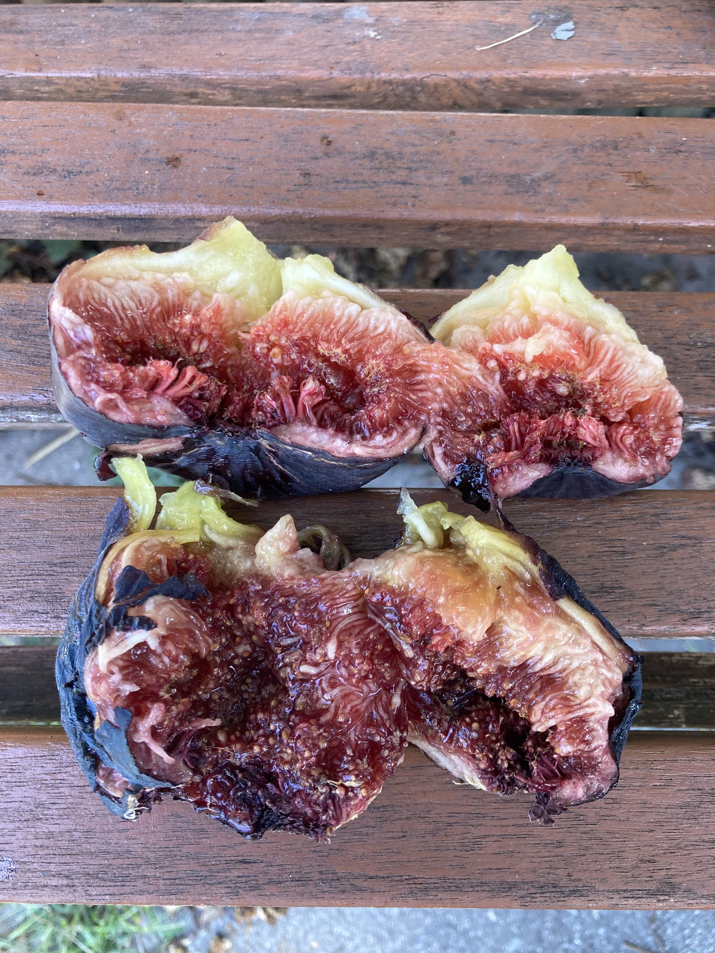 Herbstfeige Fundfeige Blaue flache