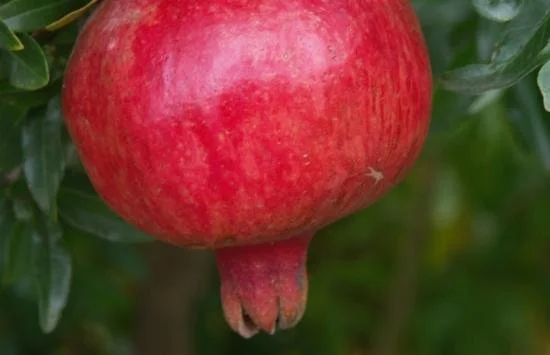 nikitski ranni 4.jpg