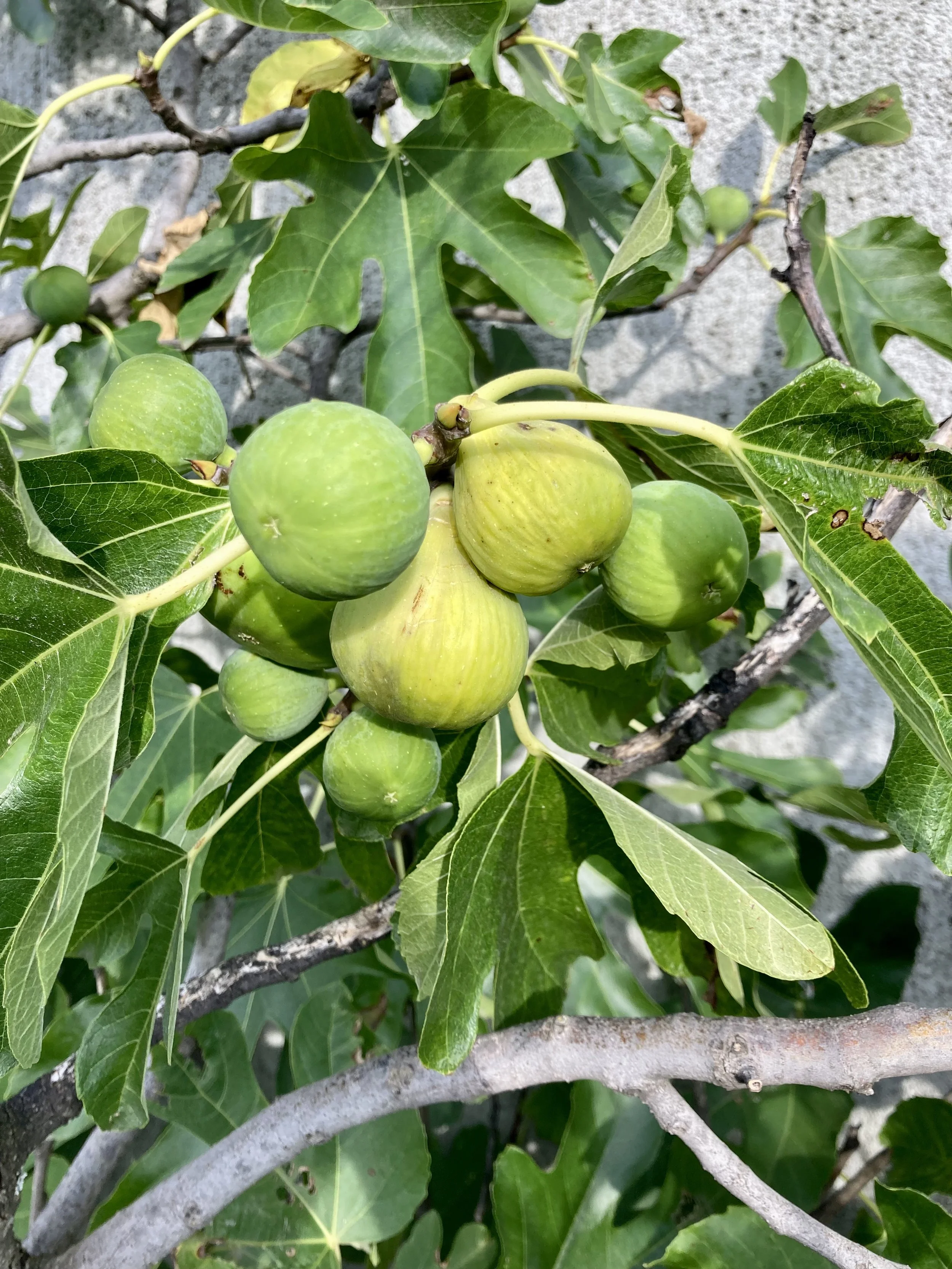 Herbstfeigen Conadria