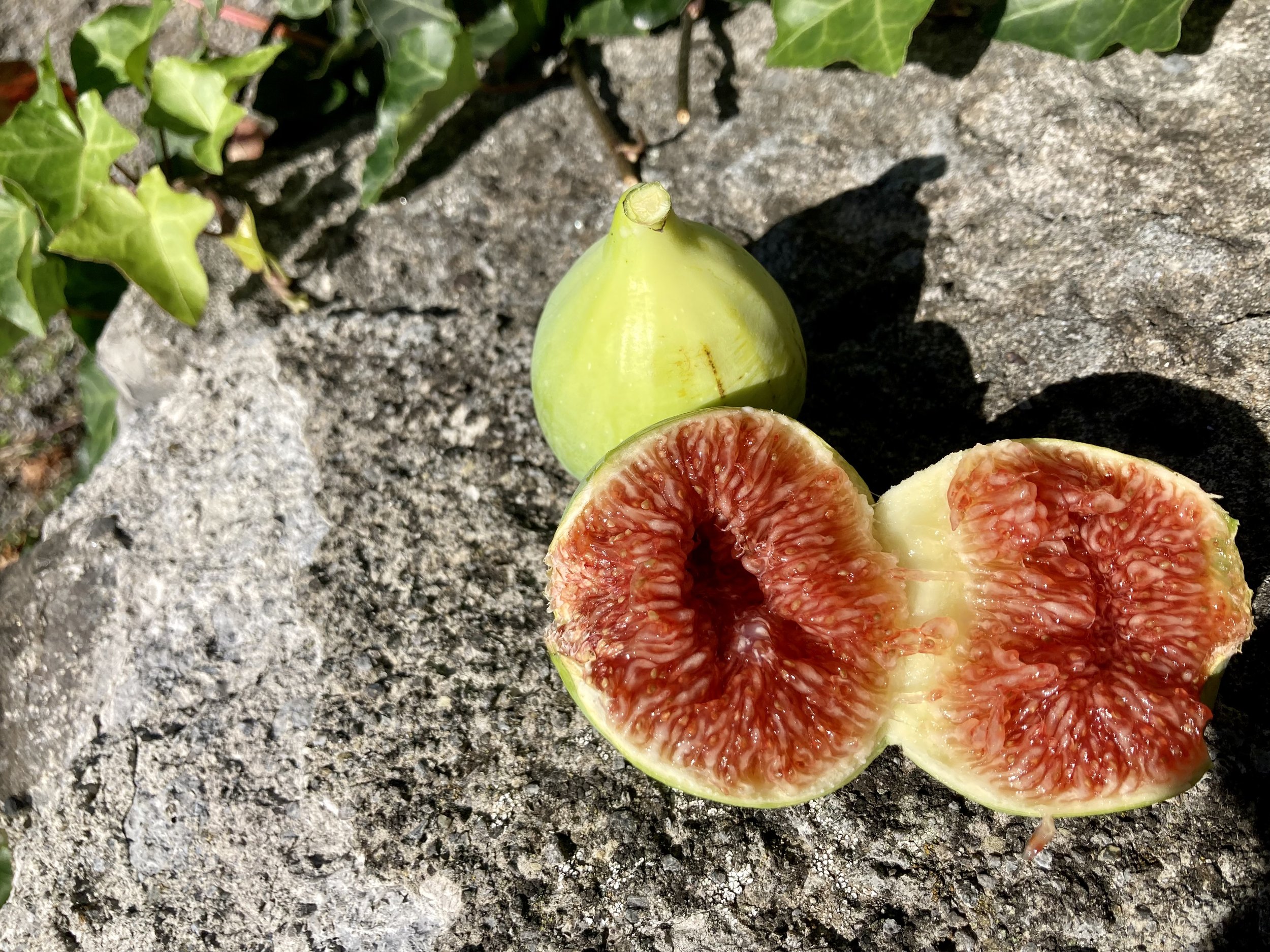 Herbstfeige Fundfeigen Hintere Gasse