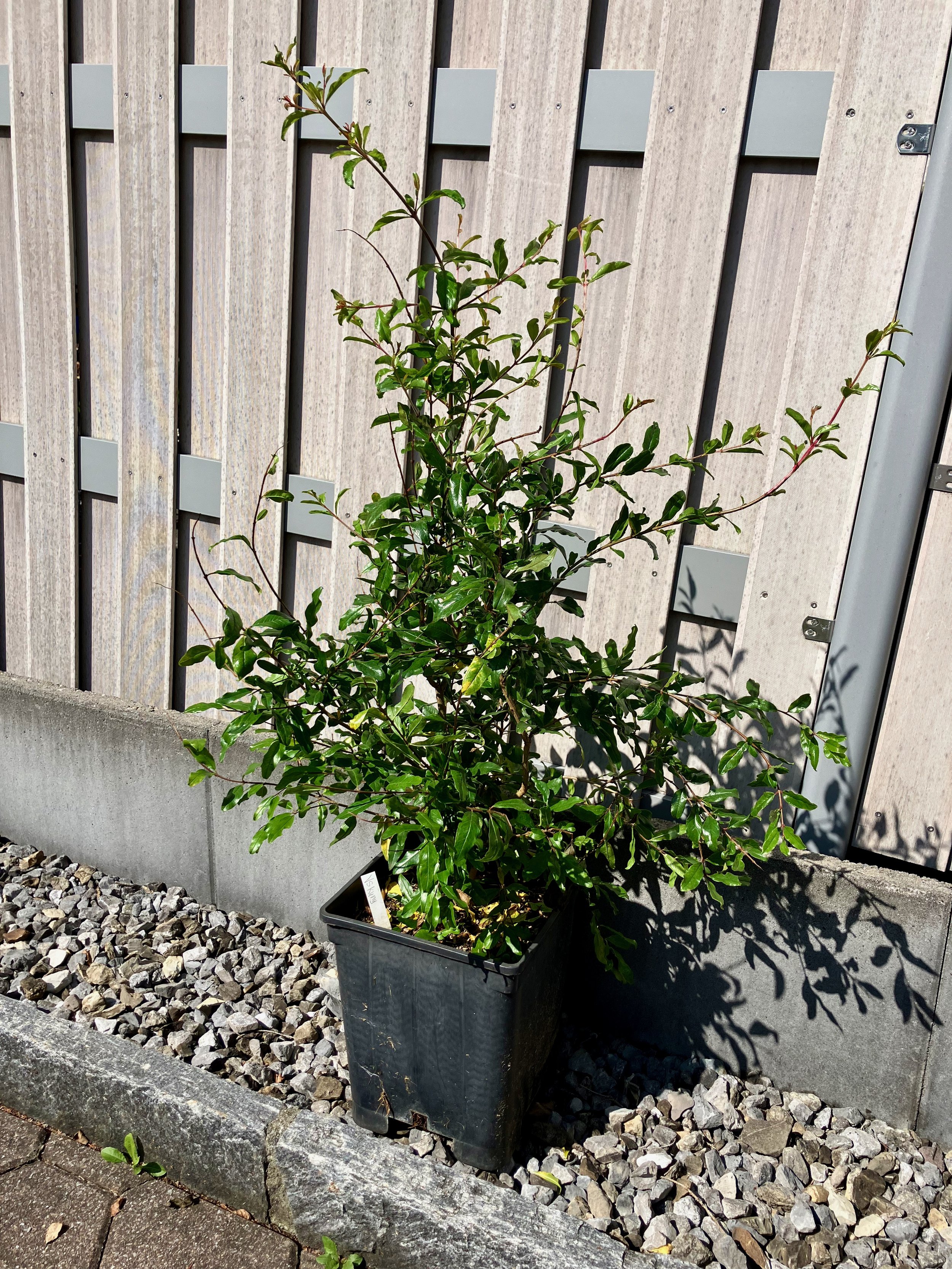 Granatapfelbaum "Vkusnyi"