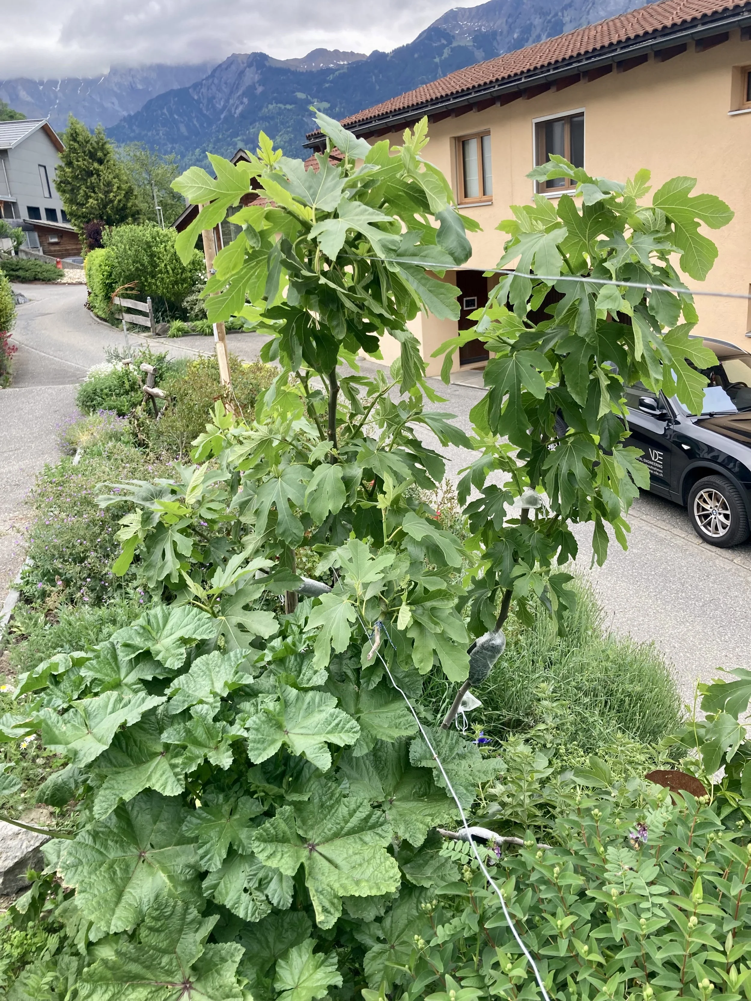 Sari Apsheron / Absheron white