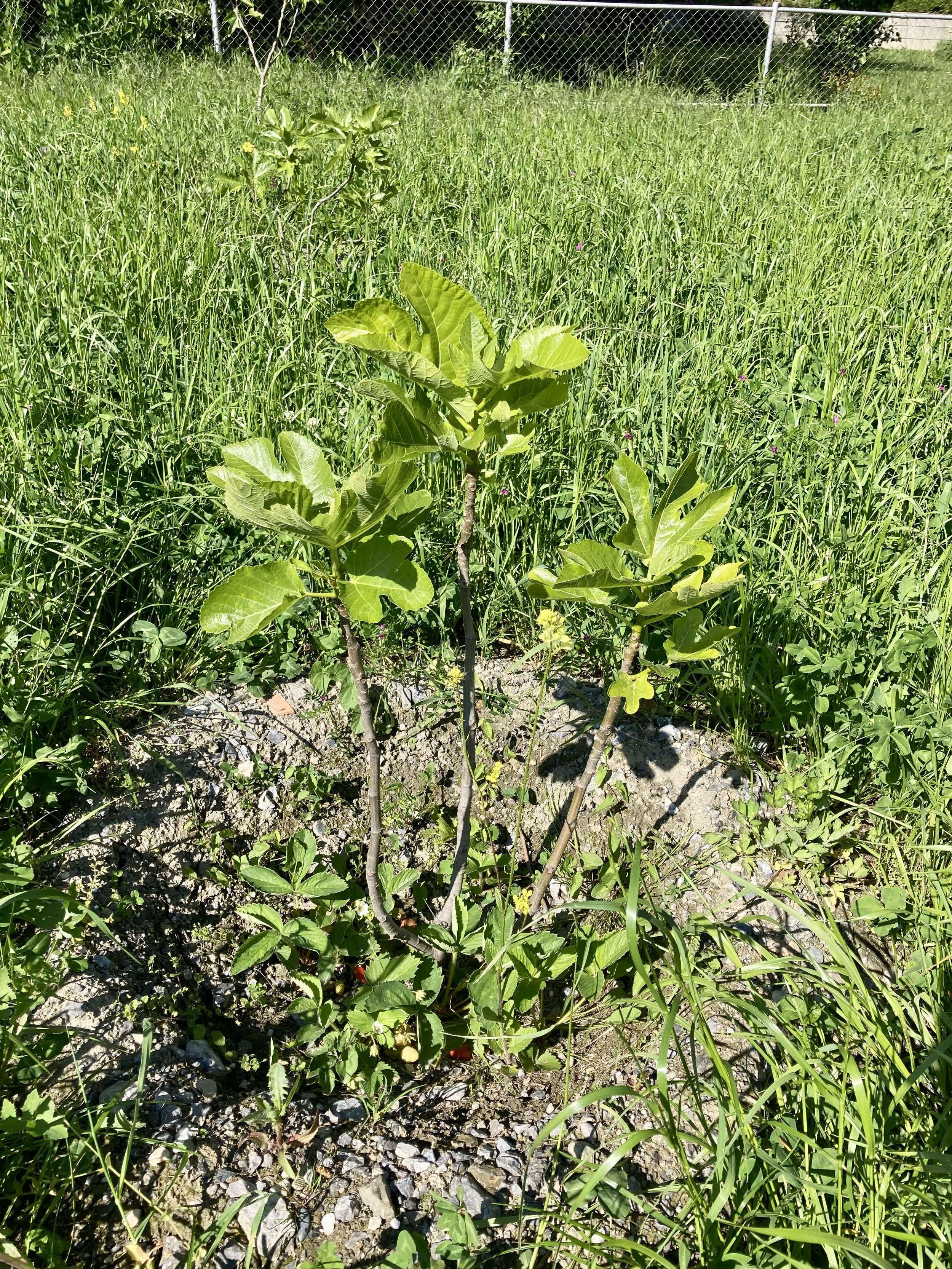 NOT-bordissot negra rimada