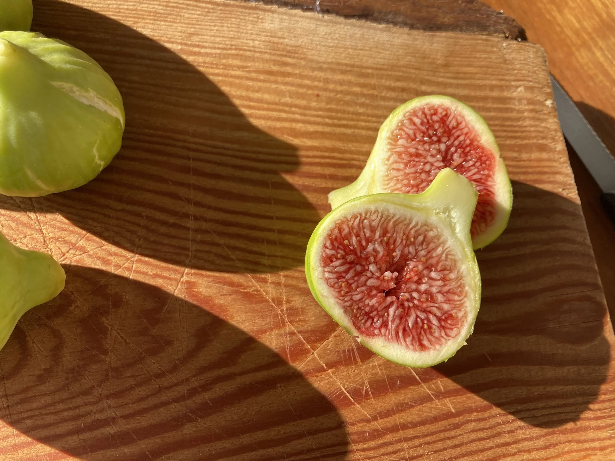 spätreifende gelbe Fundfeige