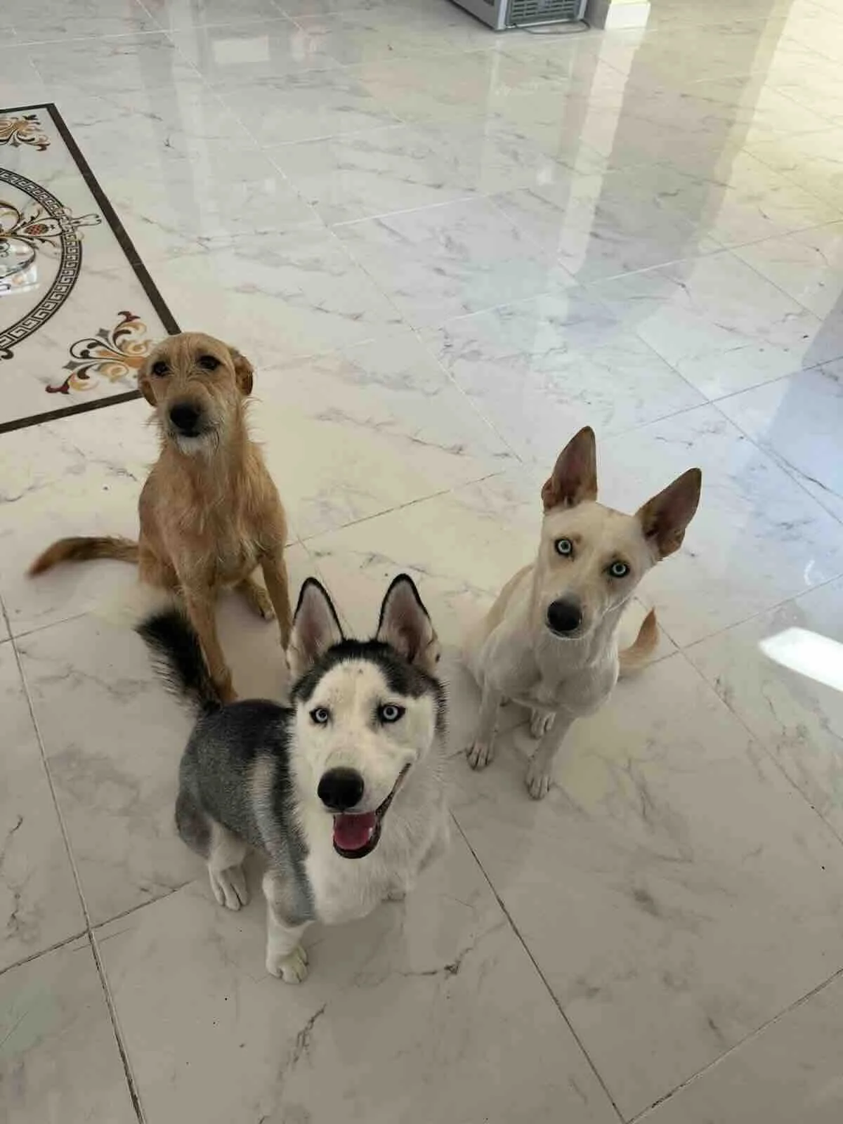 Frank_Frank_Dog_Sitting_UAE_Dubai_Dubai.jpg