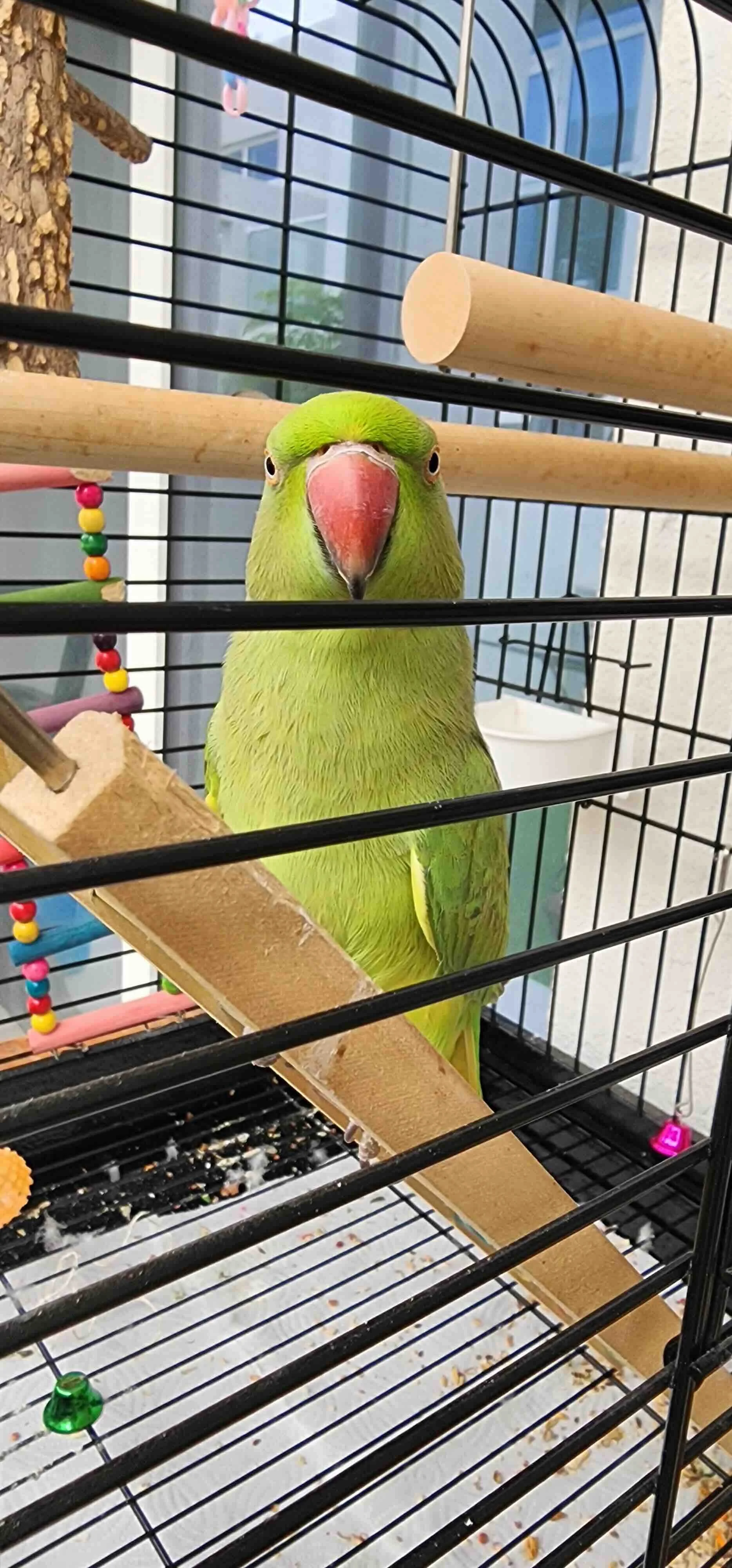 Frank_Frank_Bird_Sitting_UAE_Dubai.jpg