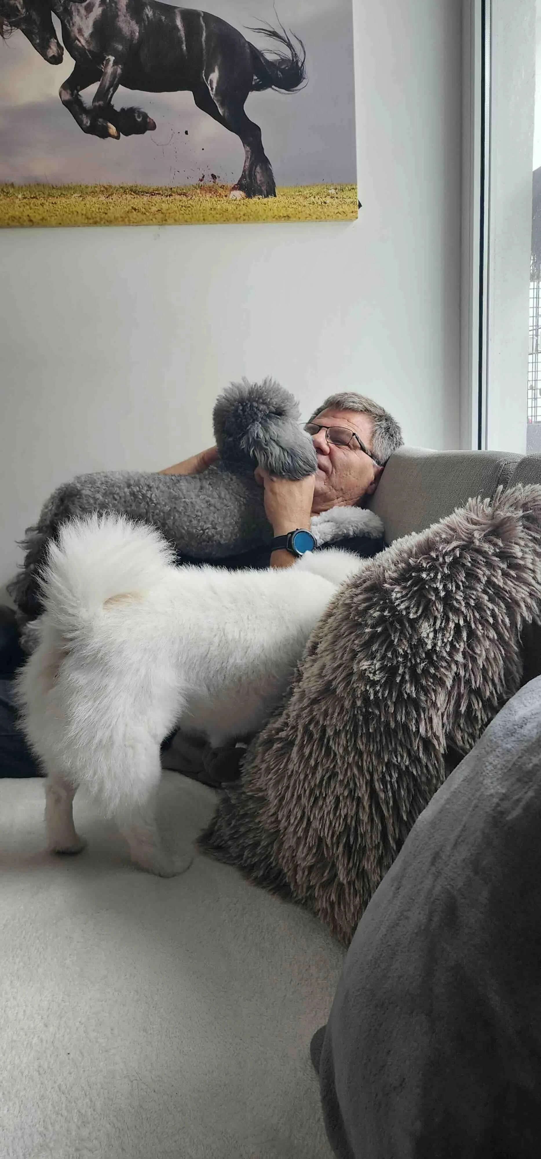 Frank_Frank_Dog_Sitting_UAE_Dubai_Pet_Sitting.jpg