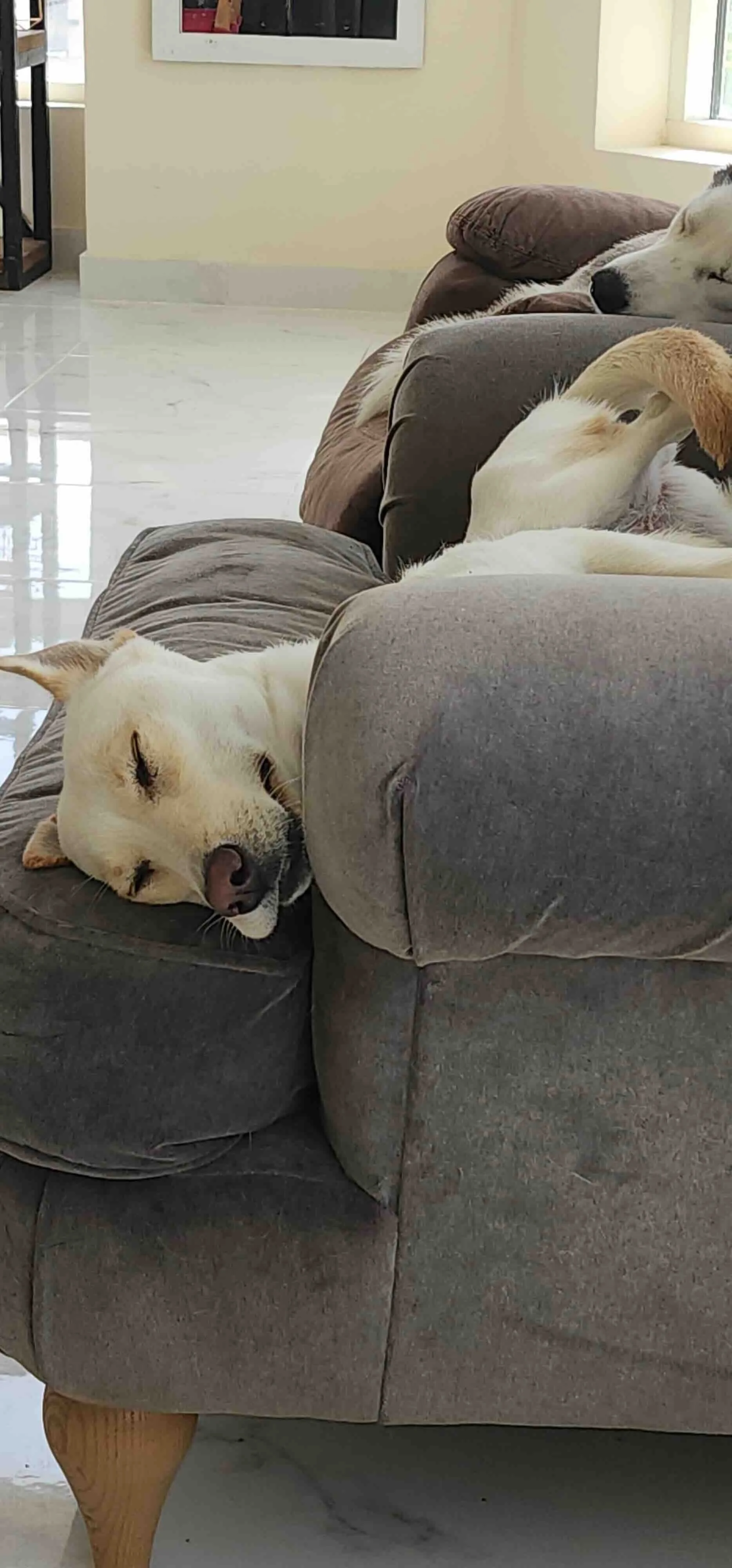 Frank_Frank_Dog_Sitting_UAE_Dubai.jpg