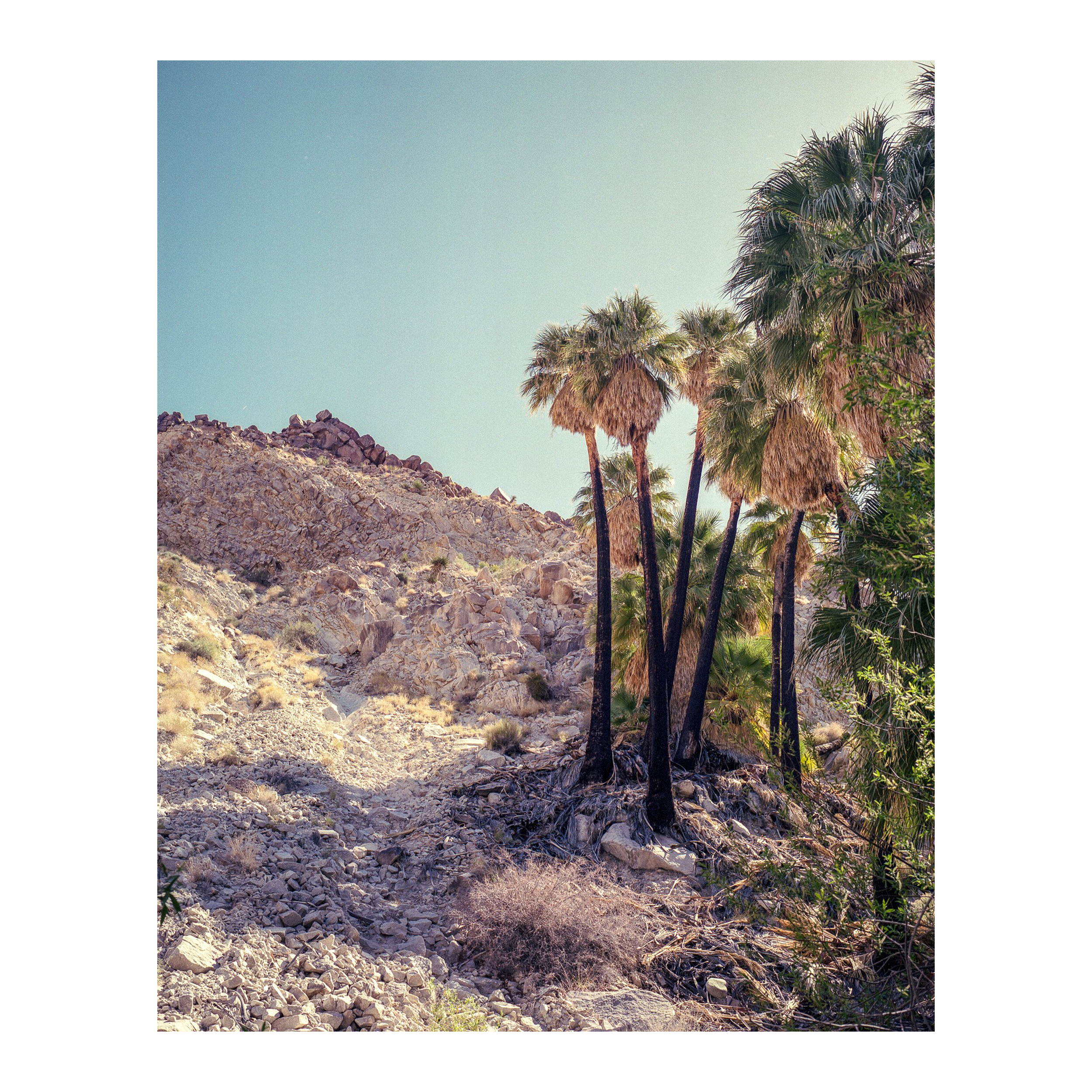 Forty Nine Palms