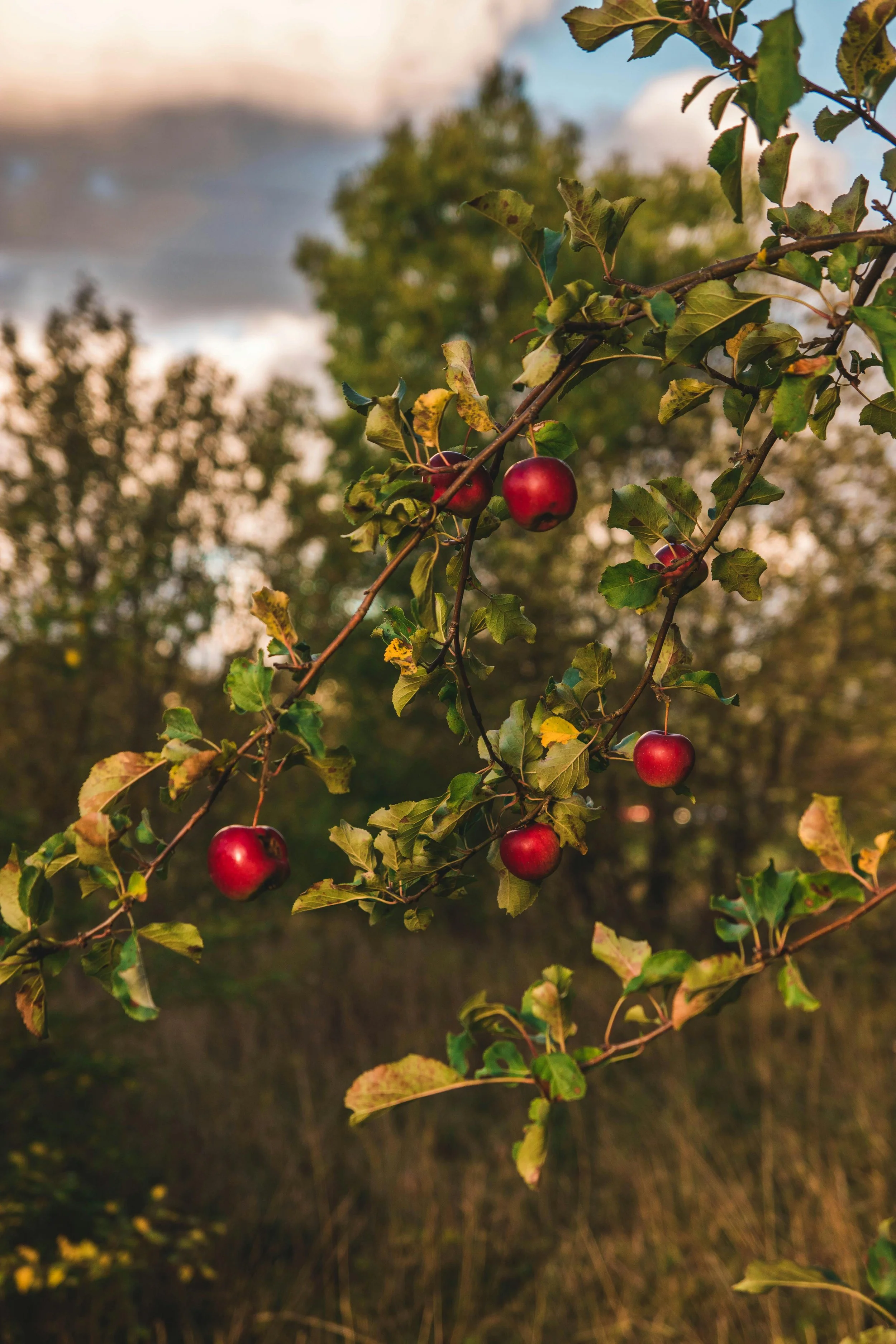 Wilde Äpfel am Baum