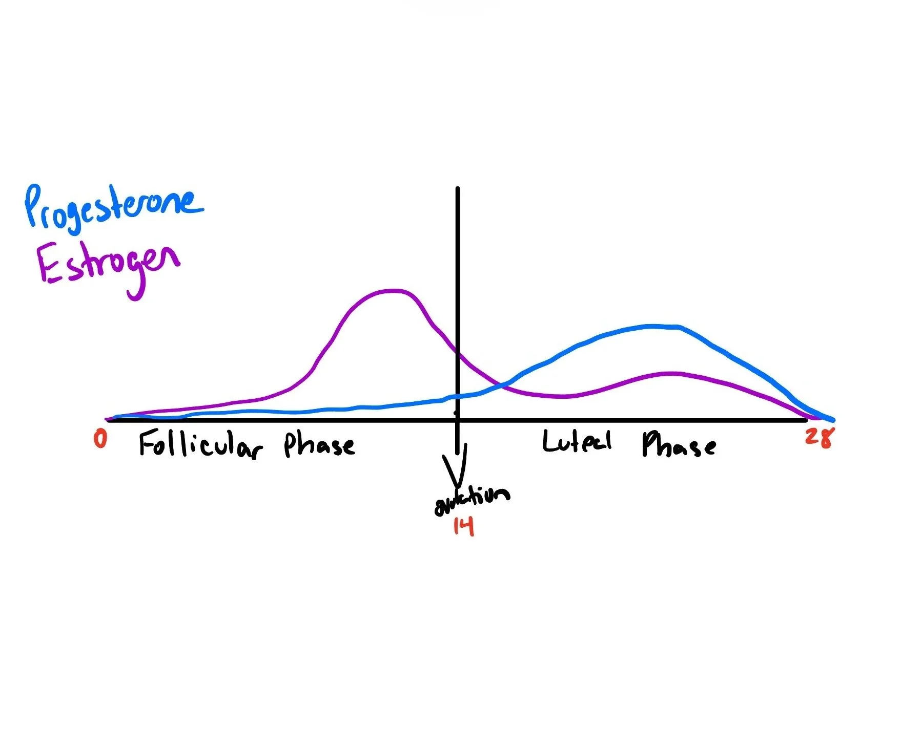 Do Sex Hormones Matter When It Comes to Your Performance? Here We Go Again