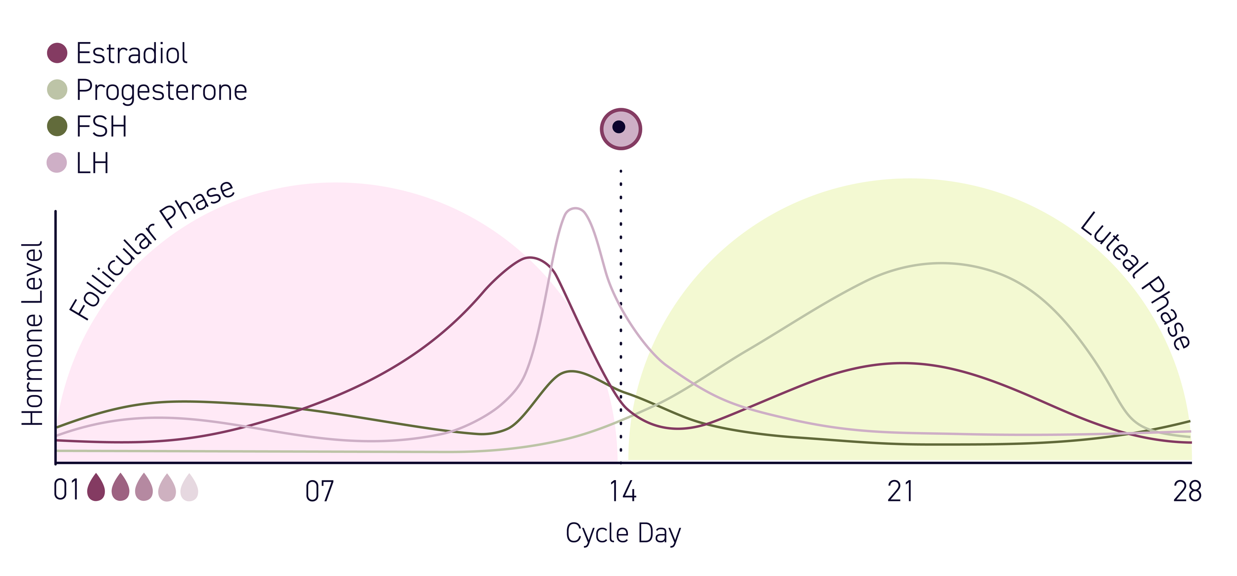 Do Sex Hormones Matter When It Comes to Your Performance? Here We Go Again