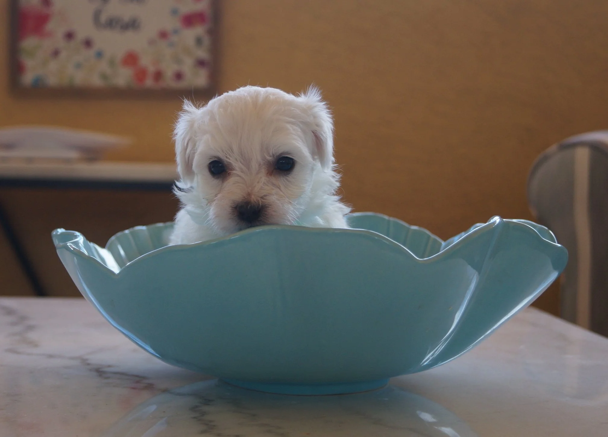 A young, all white Cotonese puppy sitting in a blue bowl, peering over the edge at the viewer.