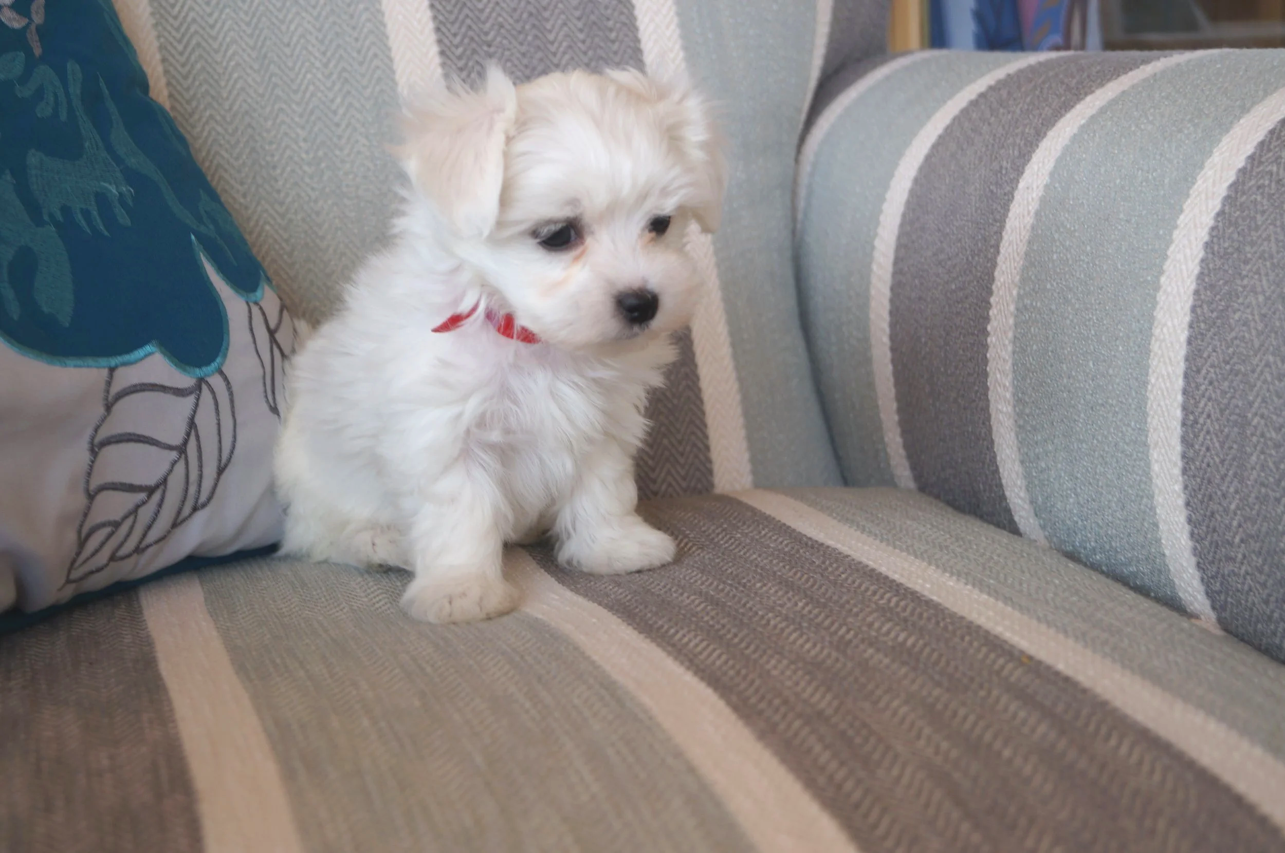 A young, all white Cotonese puppy sitting on a blue, grey, and white striped chair.