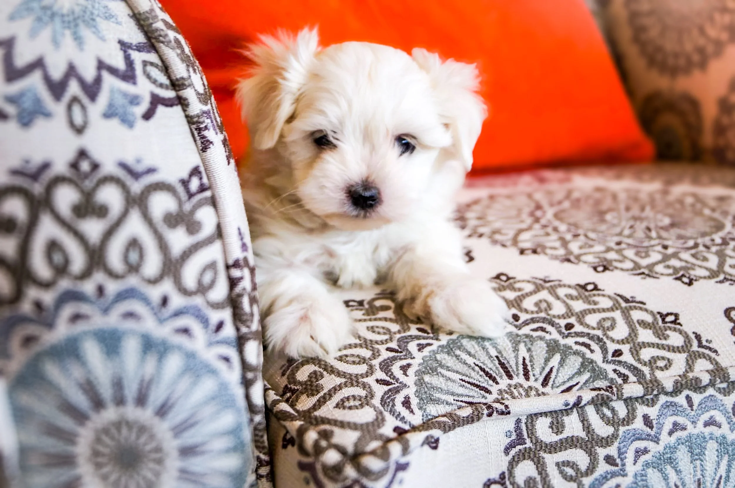 White fluffy puppy laying on blue and brown patterned couch.