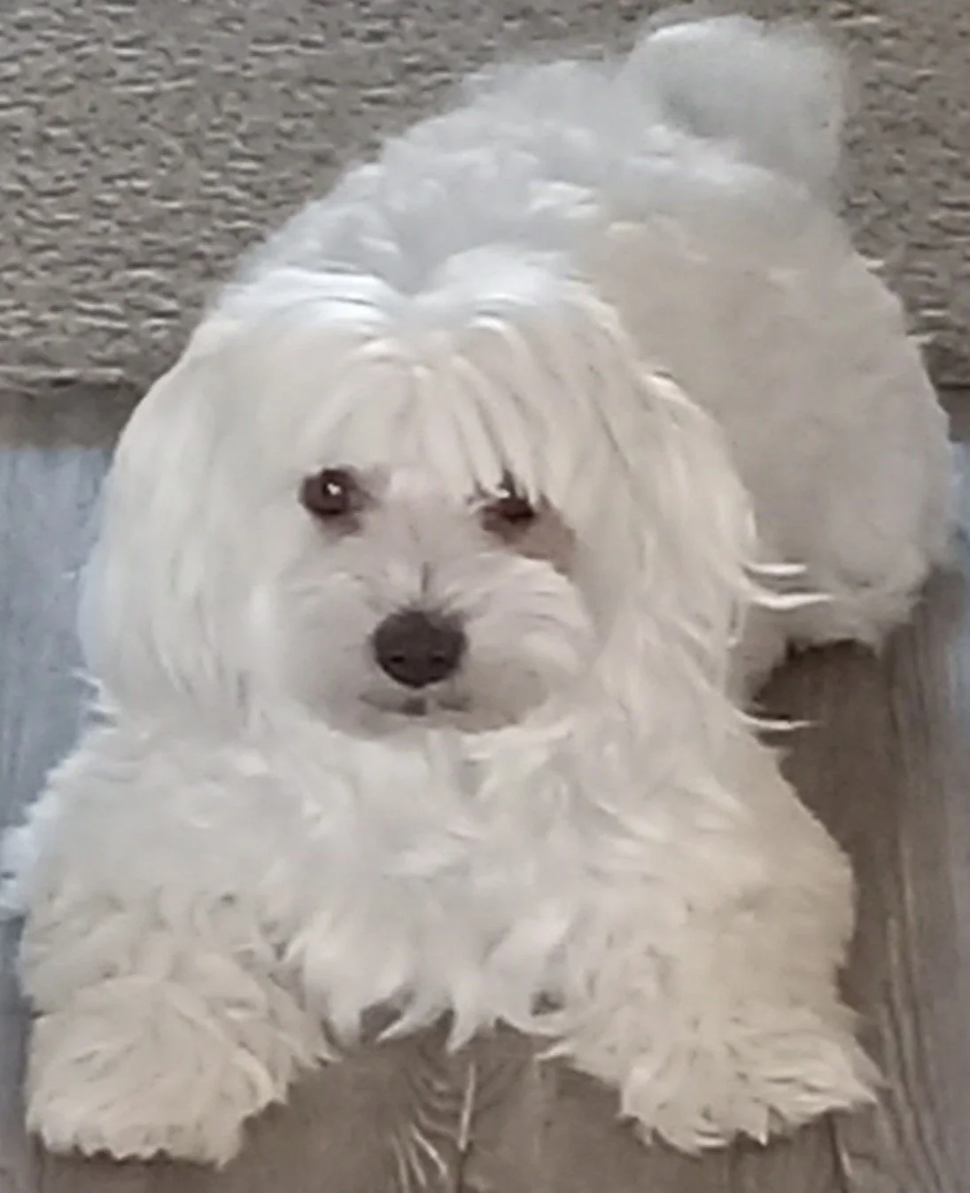 Nube, the all white adult male Coton de Tulear dog laying alert on the ground.