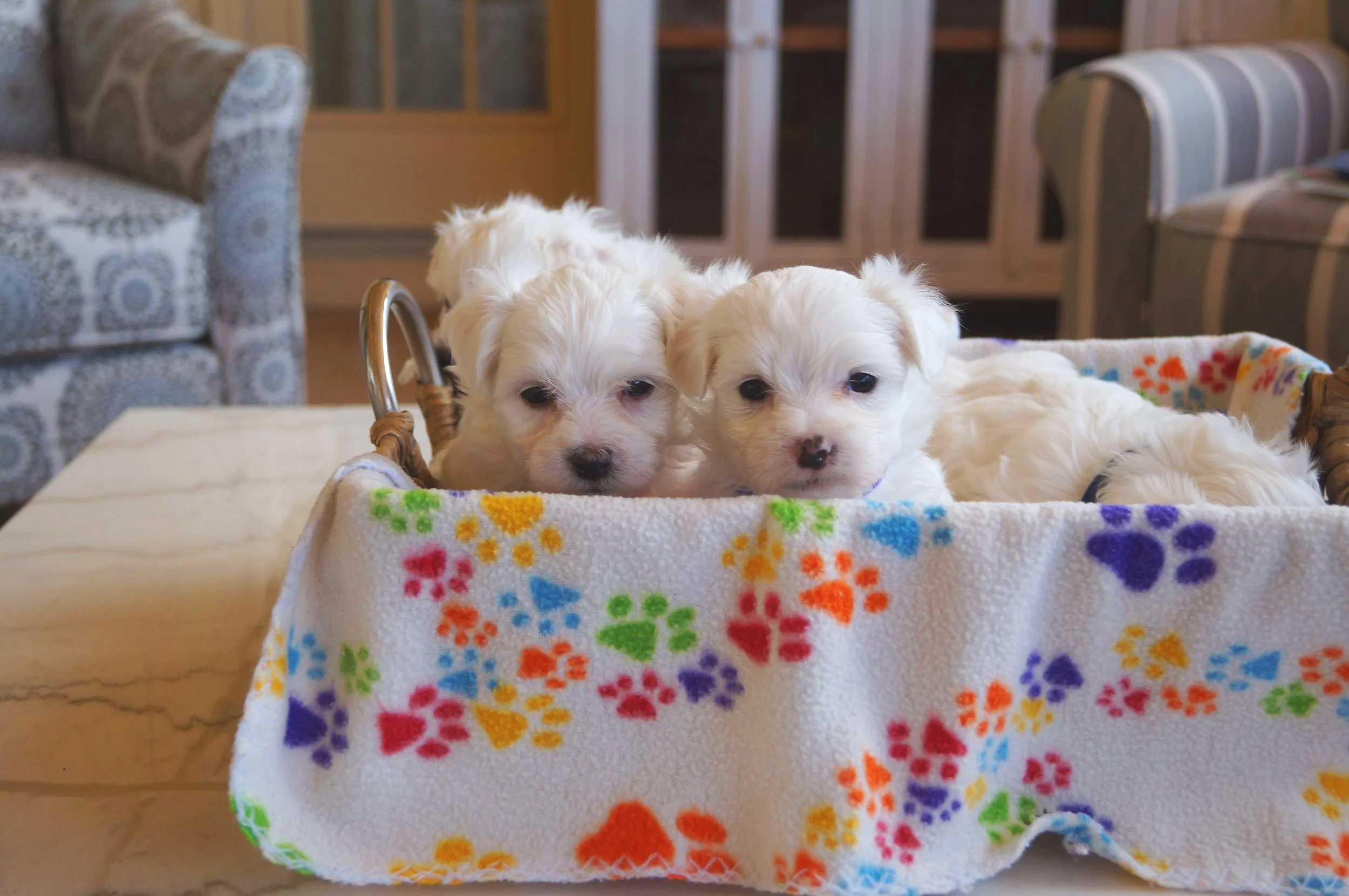 A basket of all white Cotonese puppies. Two are looking over the edge at the viewer.