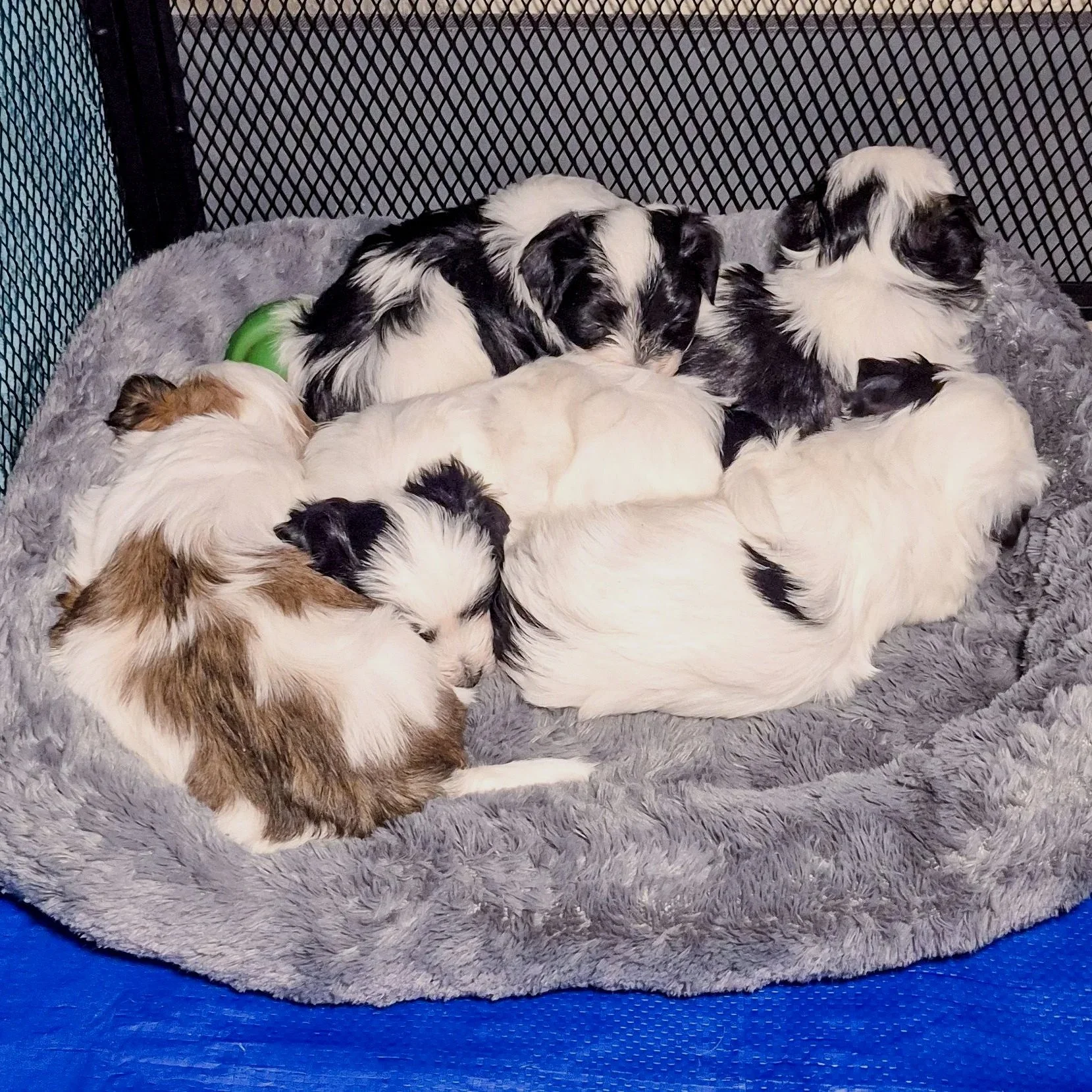 Bed-of-Havaton-Puppies-2.jpg