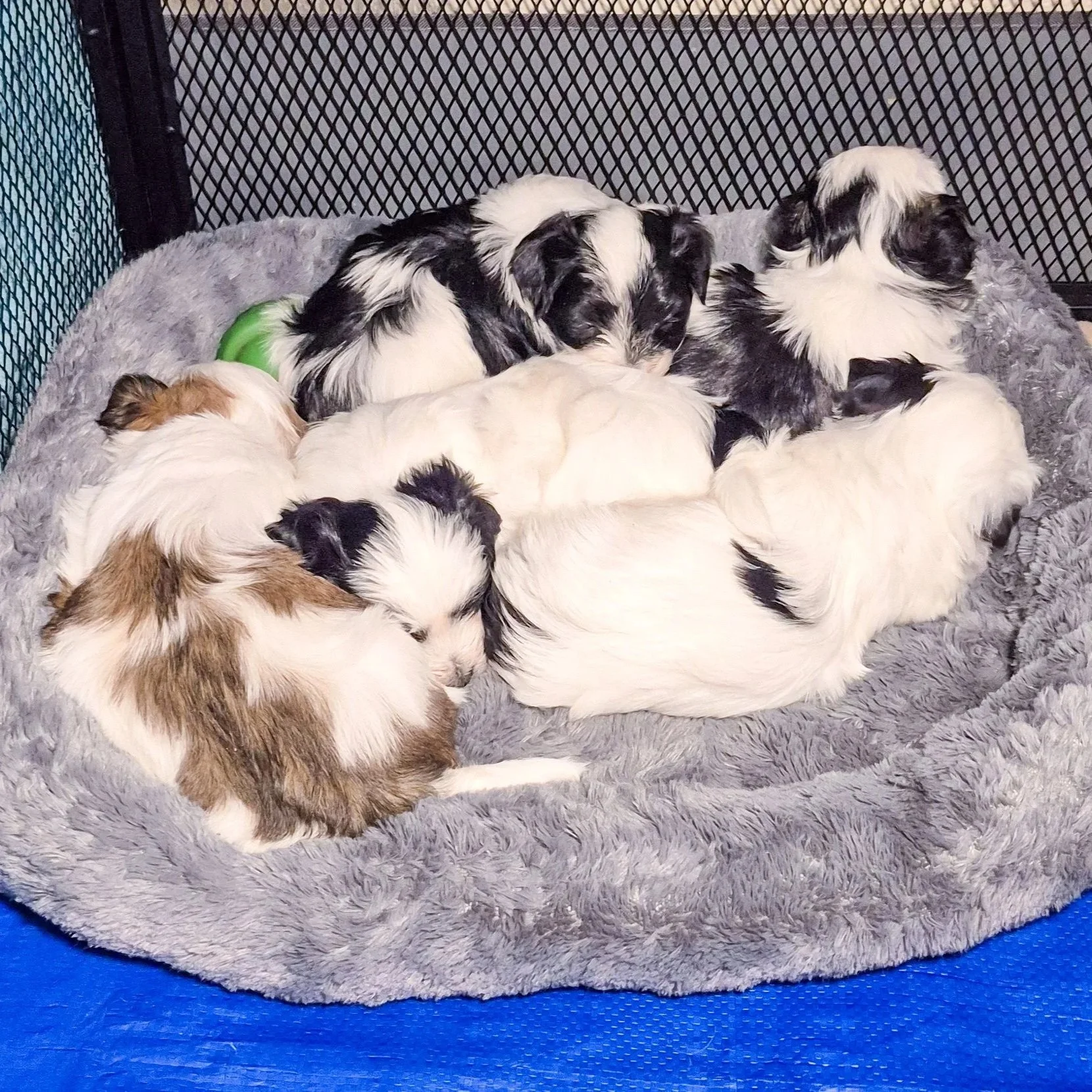 Bed-of-Havaton-Puppies-2.jpg