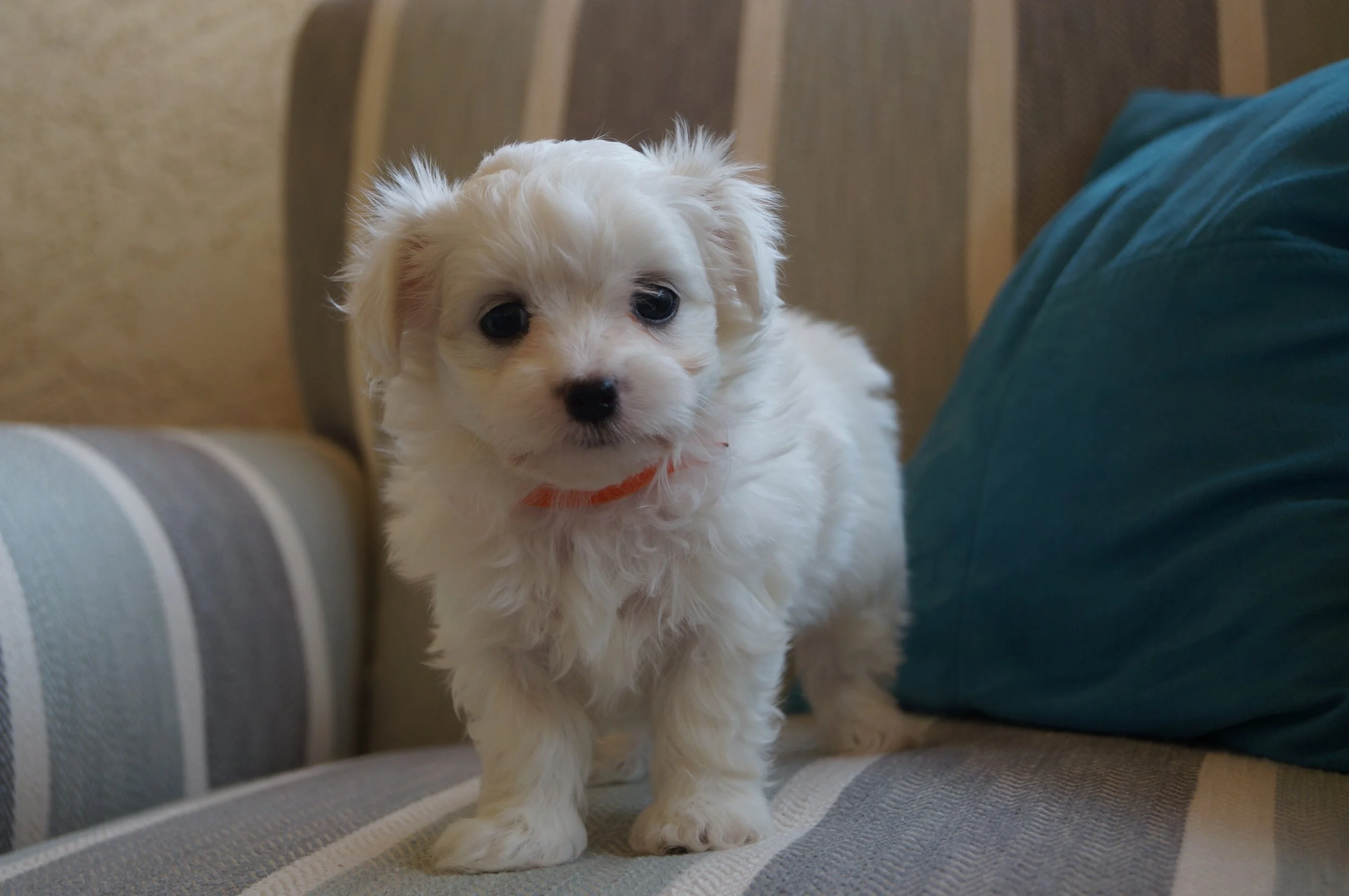 A young, all white Cotonese puppy standing on a blue, grey, and white striped chair.