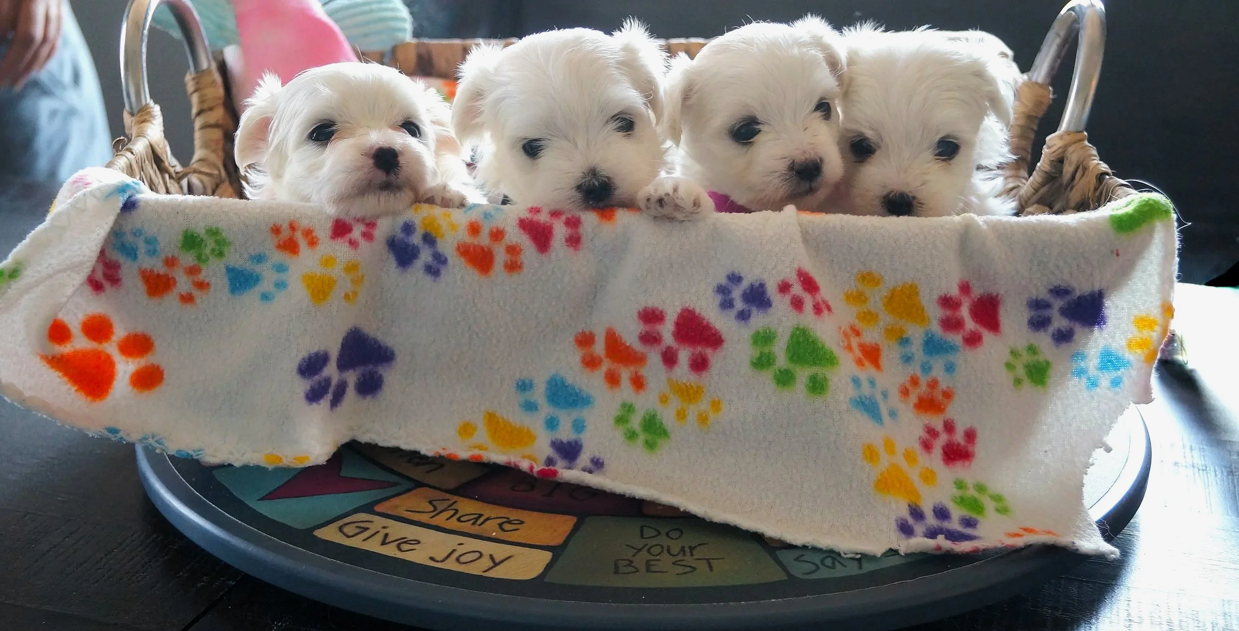 White fluffy puppies sitting in a basket looking over the edge.