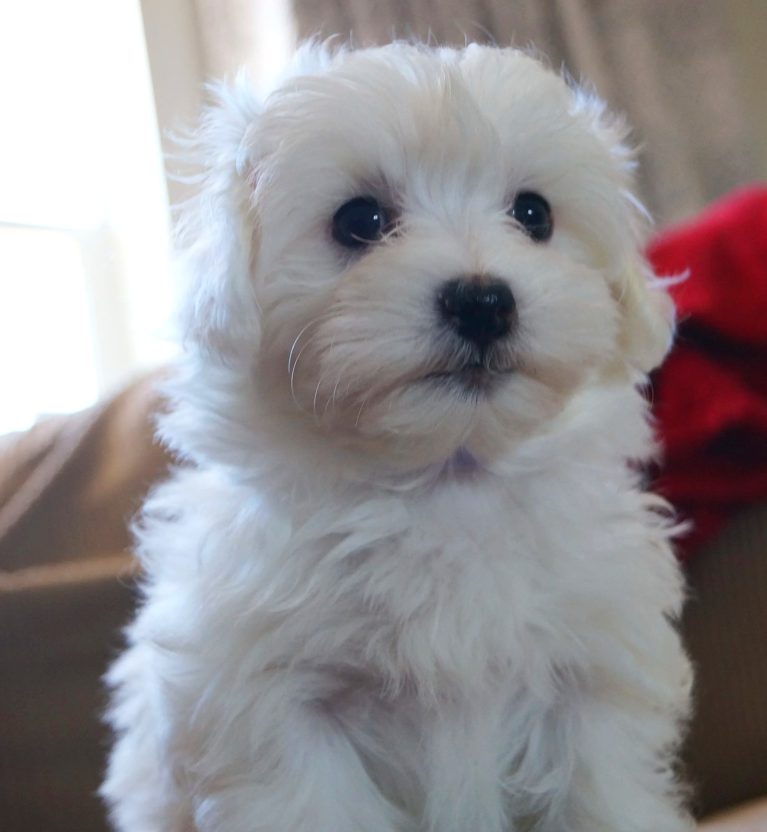 A young, all white Cotonese puppy is perched up looking at the viewer - very cute.