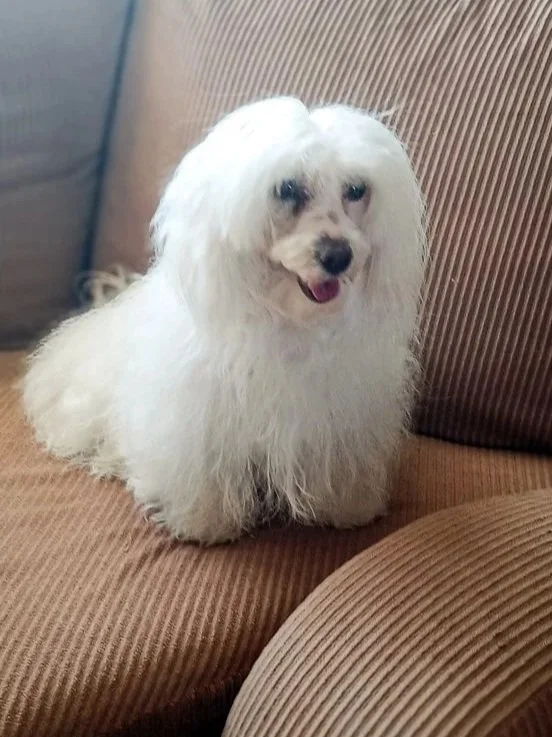 Princess, the all white female Maltese breeding dog sitting up on a brown couch.
