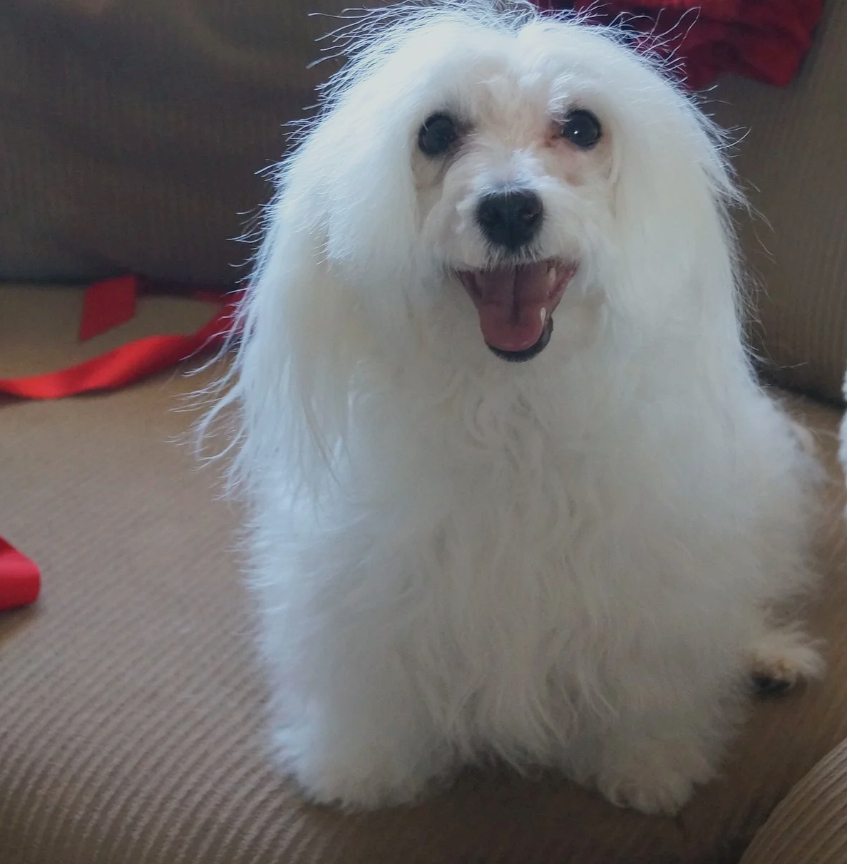 Princess, the all white female Maltese breeding dog sitting at attention on a brown couch with her little pink tongue sticking out, smiling for the camera.