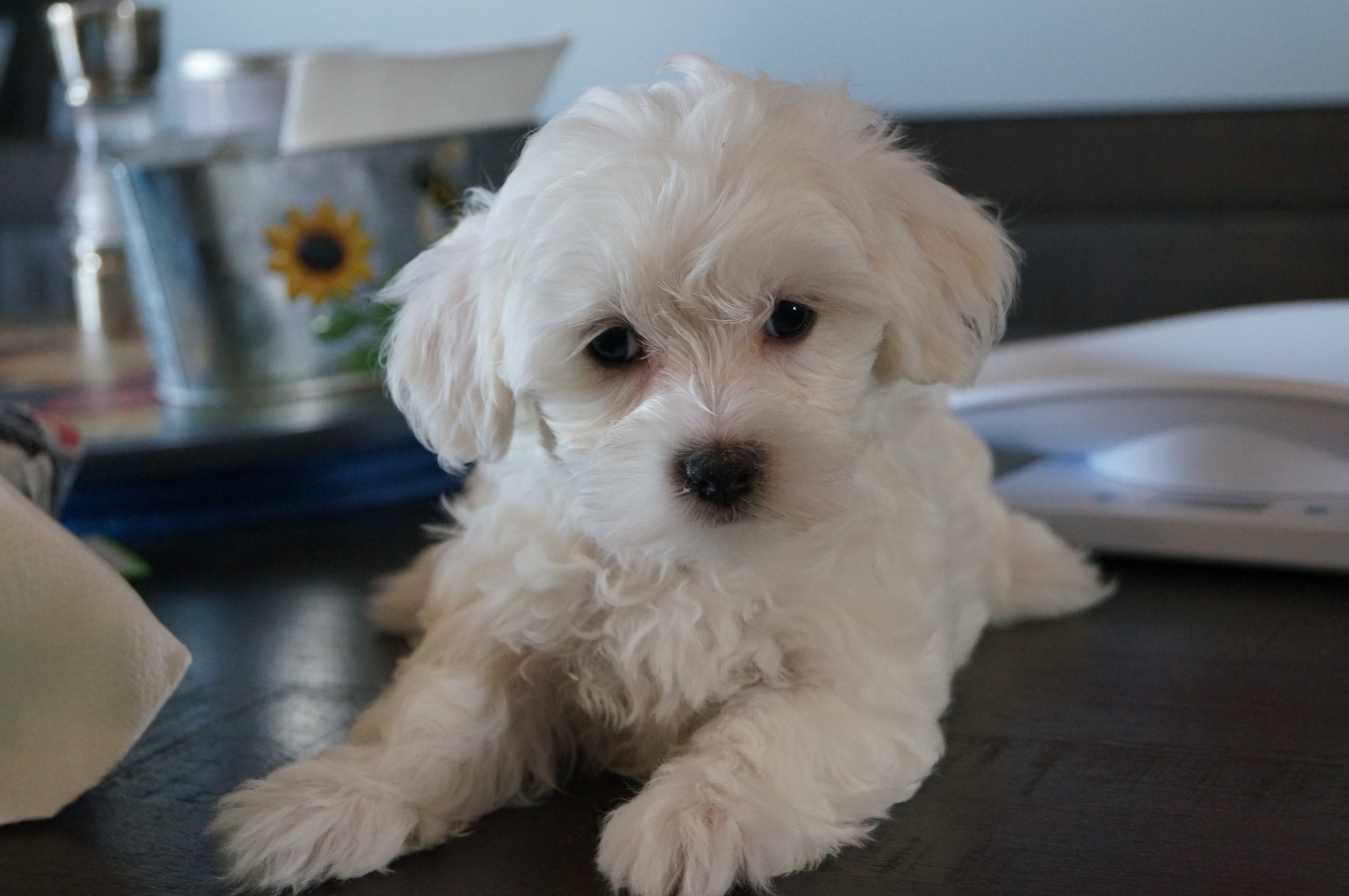 A young, all white Cotonese puppy laying on a wooden table top, peering at the viewer.