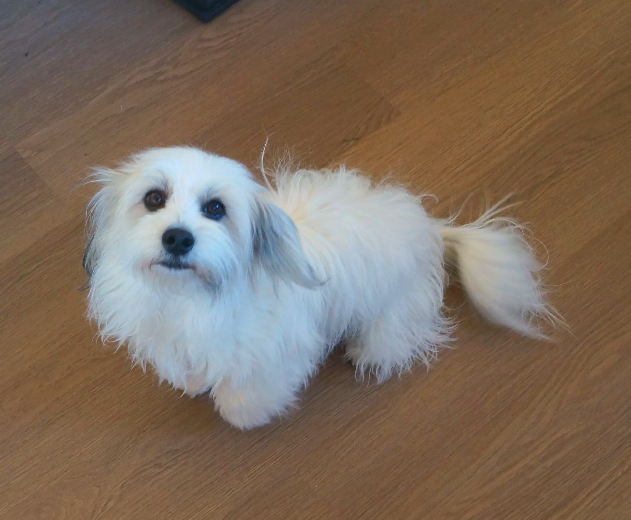 Ava, the adult breeding female Coton de Tulear dog sitting alert on the ground posing for the camera.