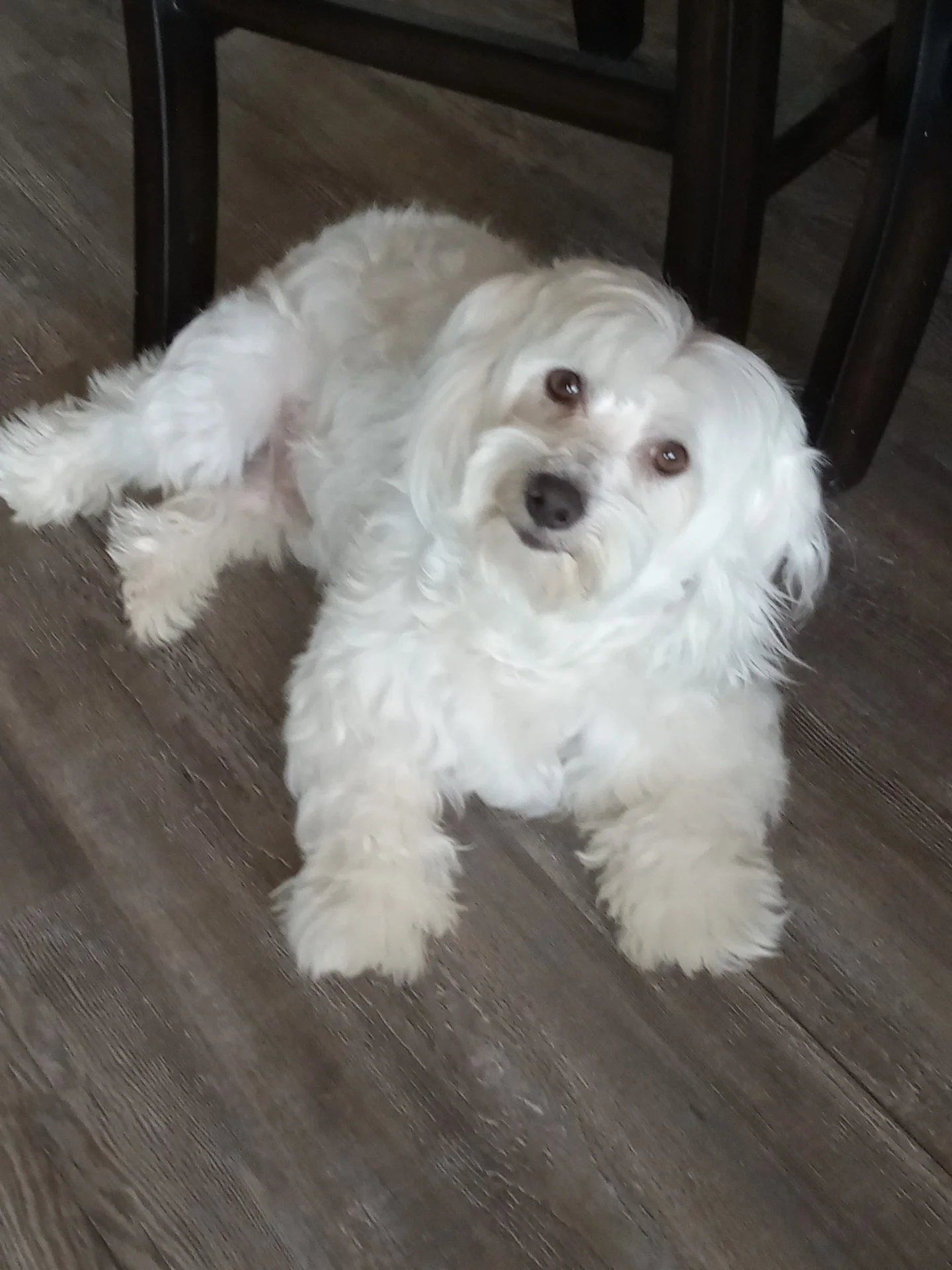 Nube, the all white adult male Coton de Tulear dog casually laying on the ground and looking into the camera.