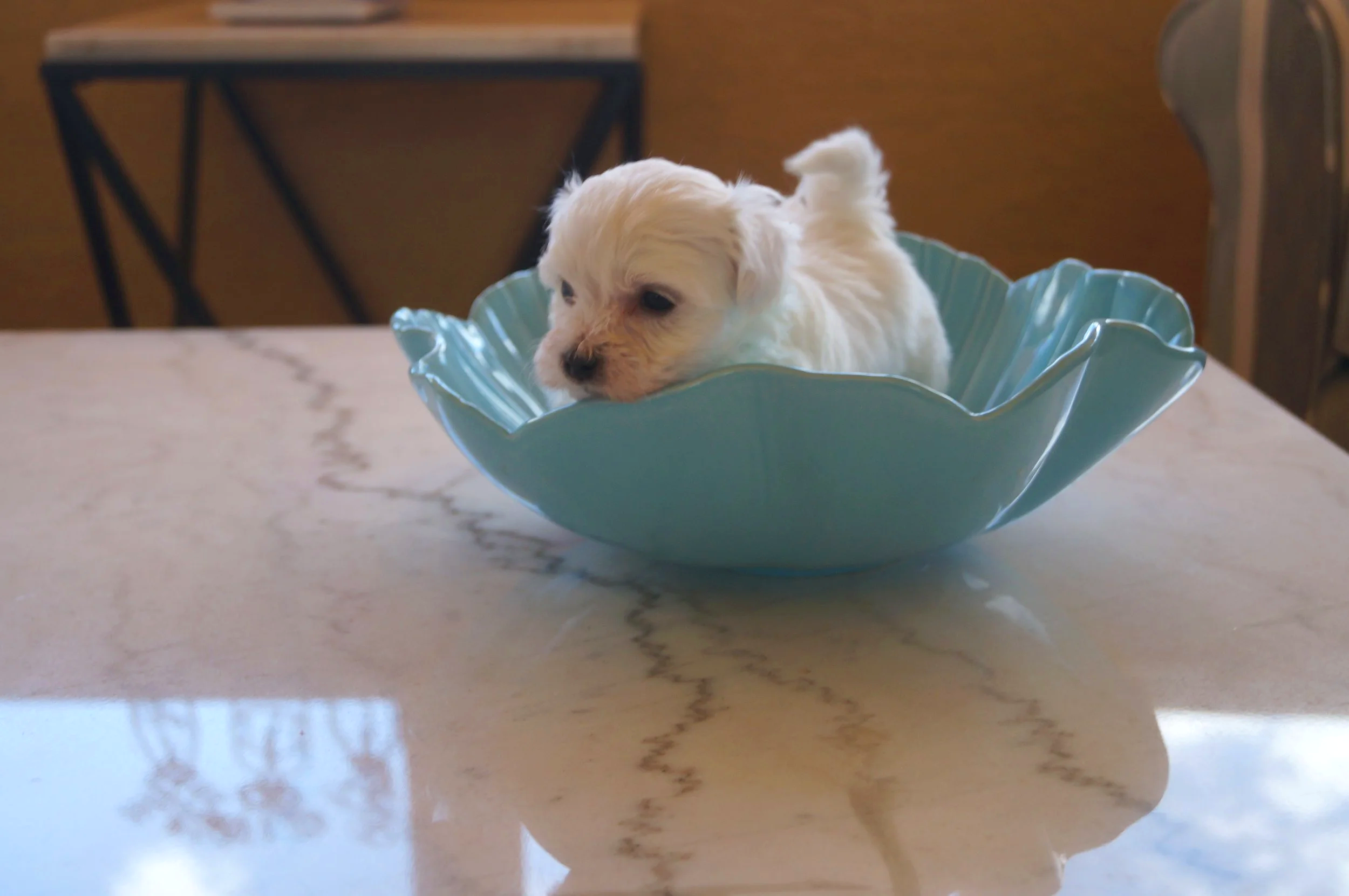 A young, all white Cotonese puppy standing in a light blue bowl, peering over the edge.