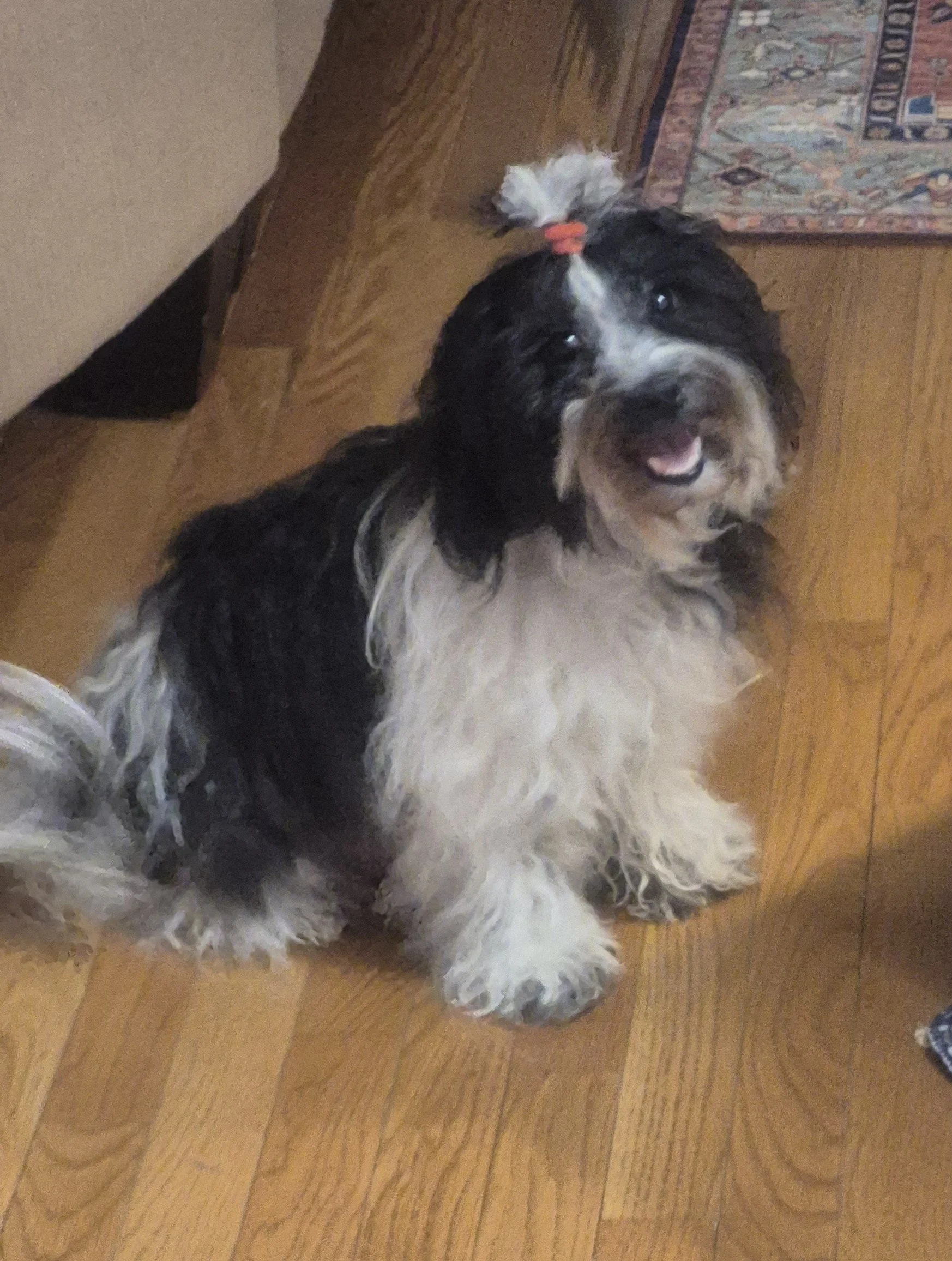 Hula, the black and white adult Havaton breeding female dog sitting on the floor adorned with a cute ponytail on the top of her head smiling for the camera with her mouth open slightly.