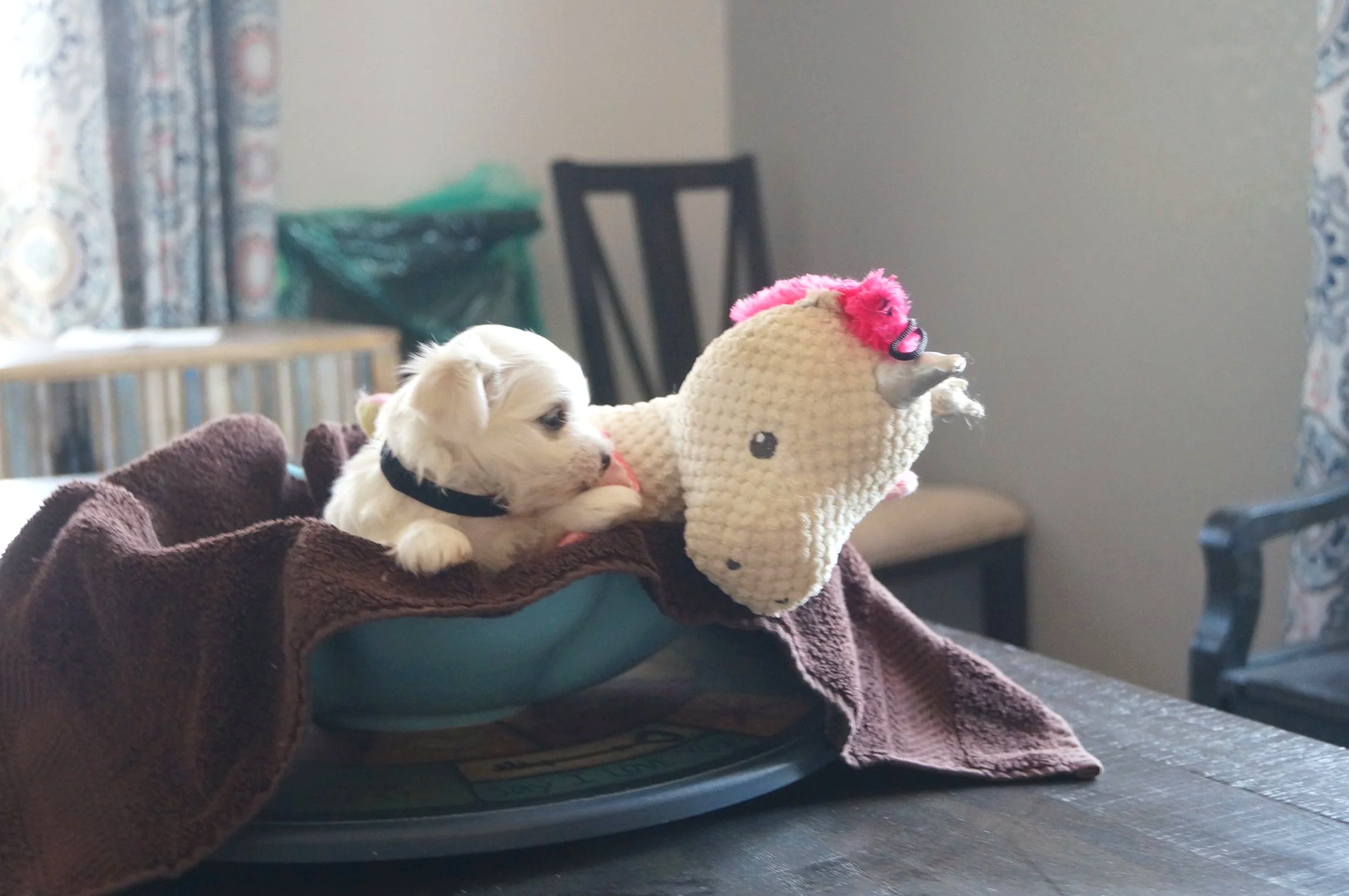 A young, all white cotonese puppy sitting in a light blue bowl with a unicorn stuffed animal.