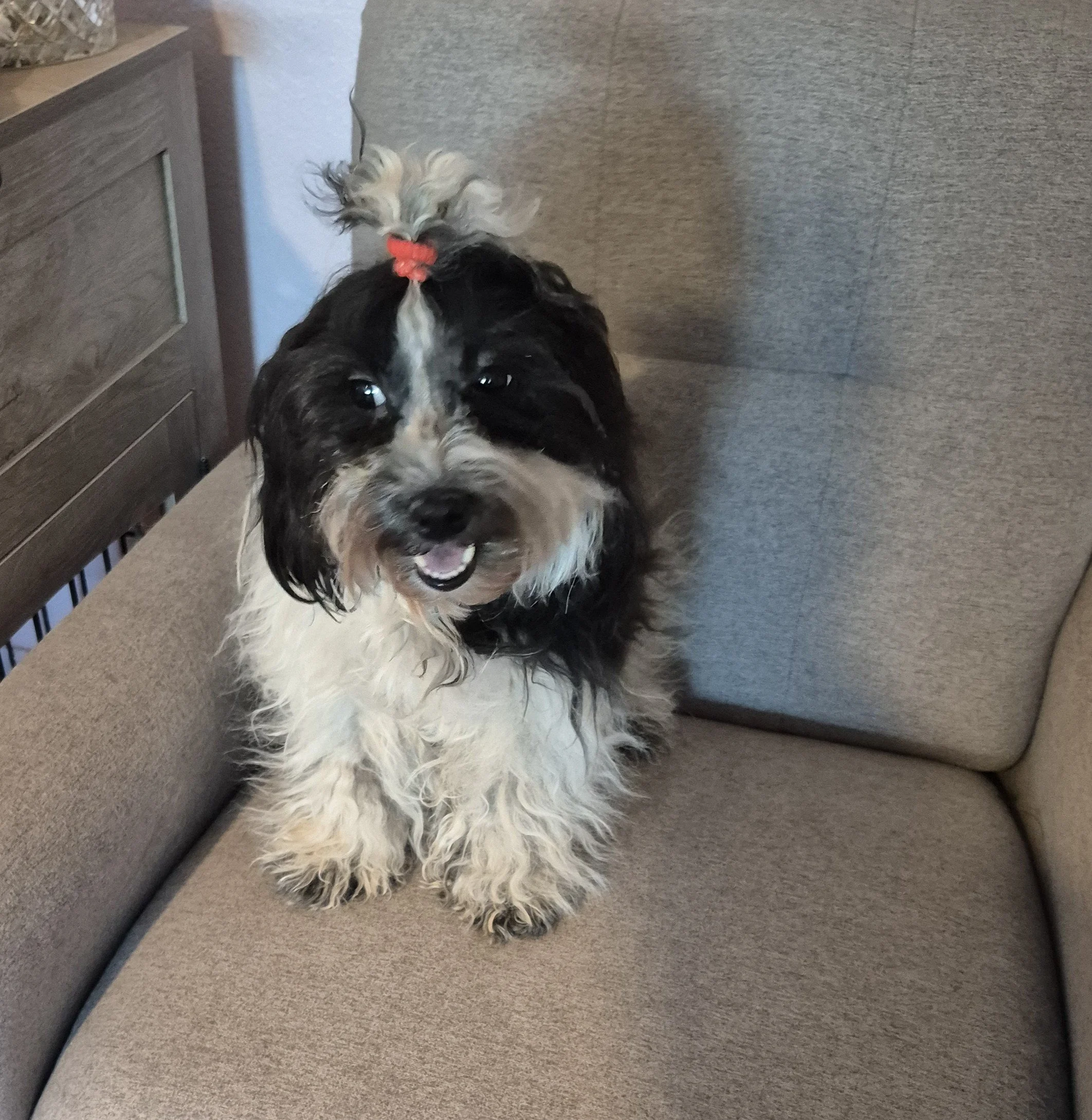 Hula, the black and white adult Havaton breeding female dog sitting on a chair adorned with a cute ponytail on the top of her head smiling for the camera with her mouth open slightly.