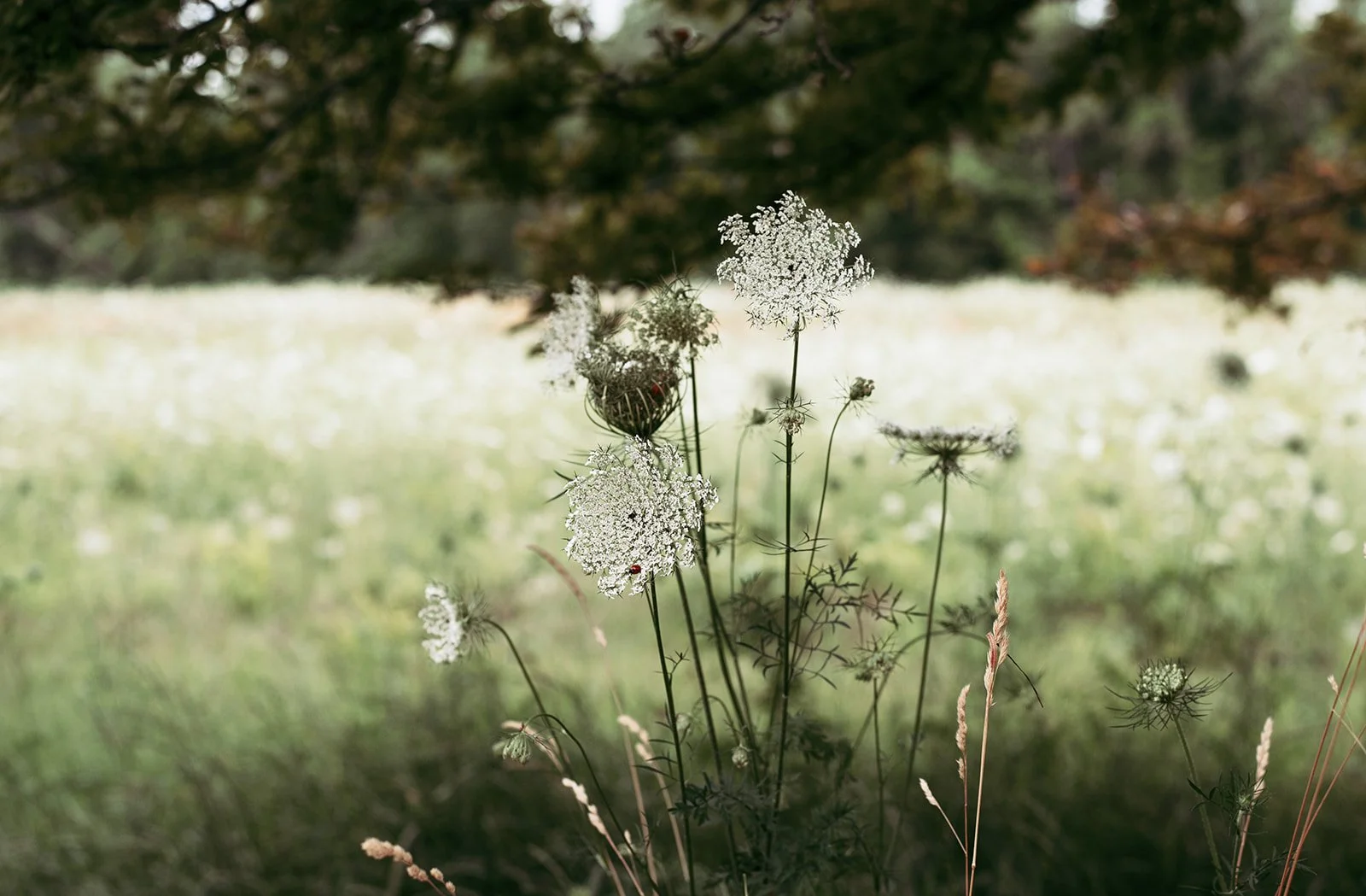 RWJuly 1-30_websize.jpg