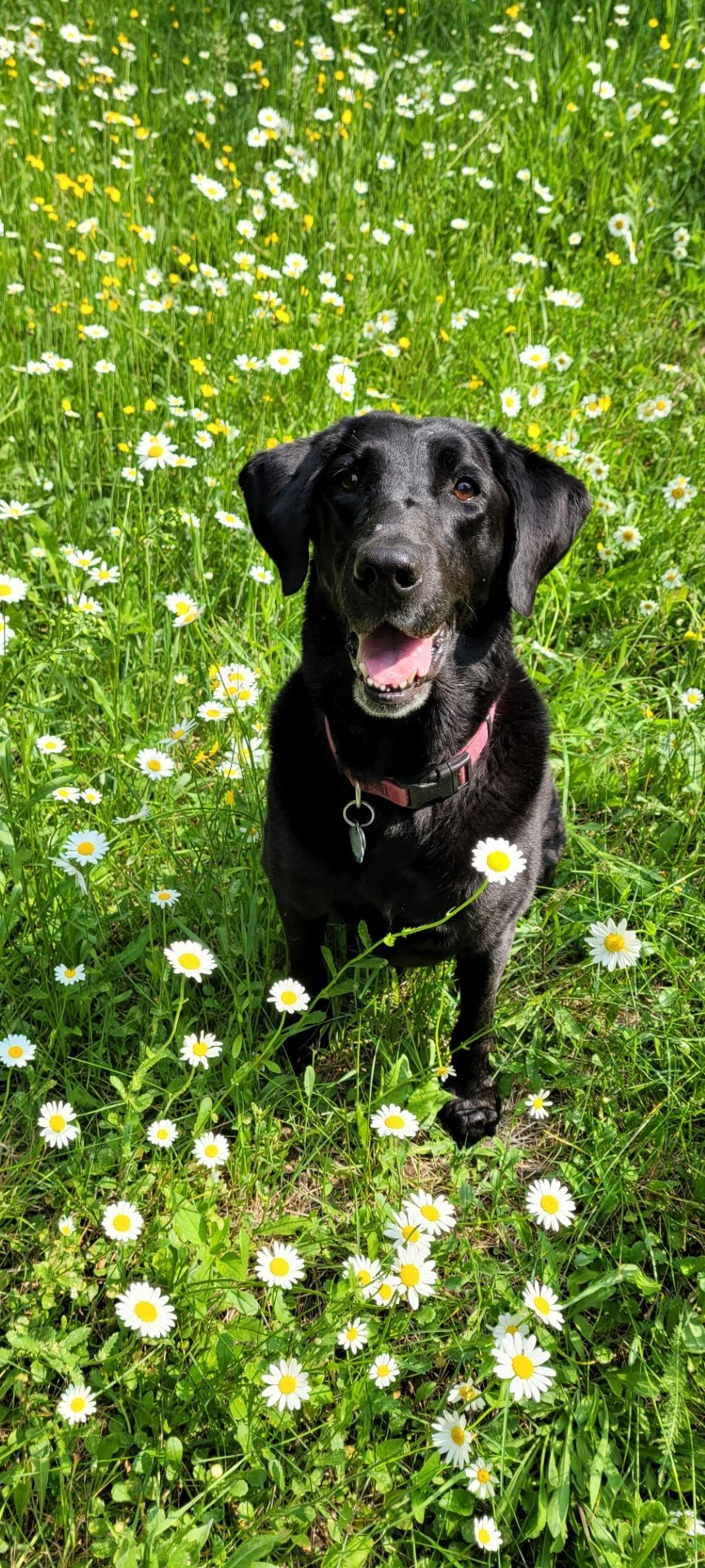 Our gal Storm.jpg