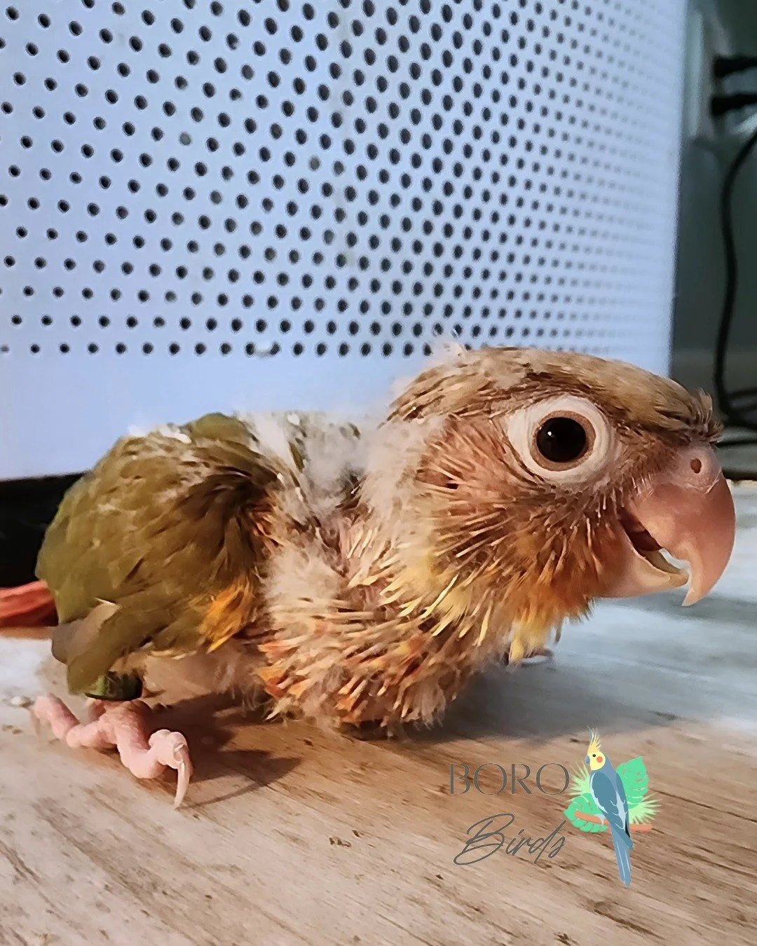 💚🧡💛🧡💚

We will be posting pictures all week of green cheek conures that will be ready to go home in several weeks. 🏠

Now accepting deposits. DM or call/text (615) 593-6669 to arrange a deposit and pick-up. 

#cockatiel #greencheekedconure #bir